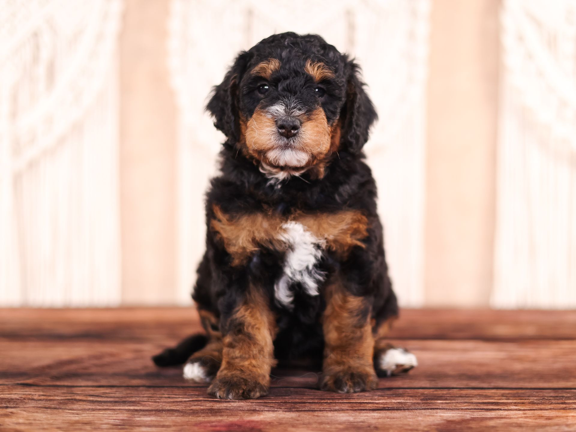 copper and black bernedoodle puppy with white patch on chest