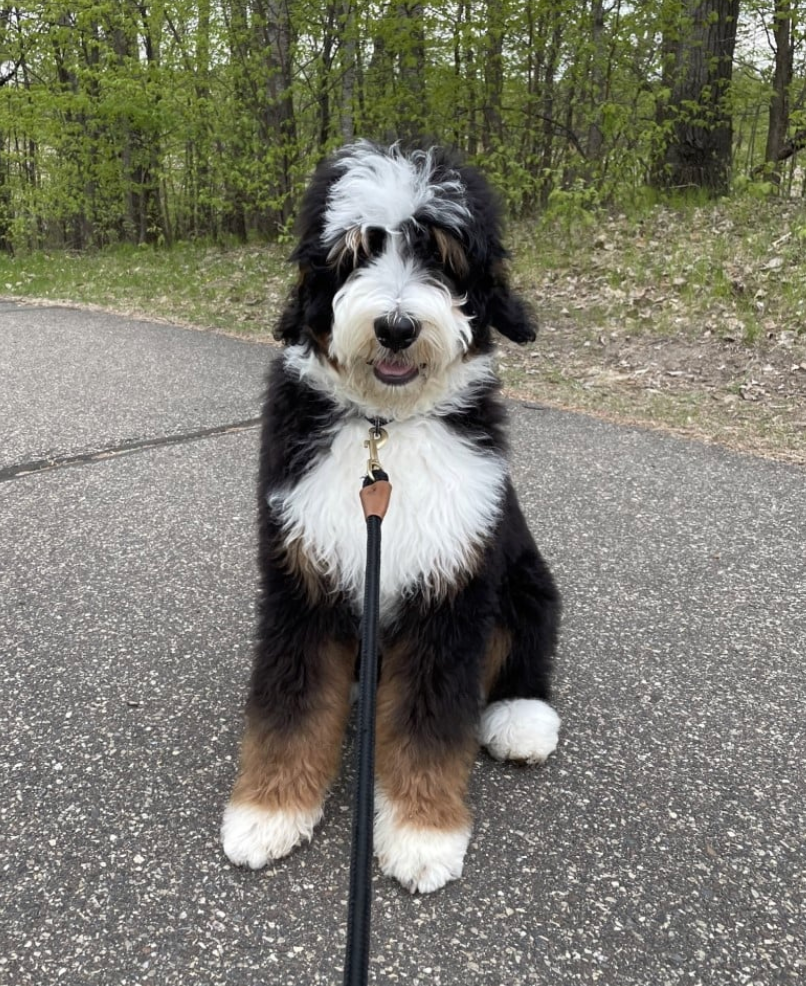 Tricolor adult bernedoodle walking on a trail