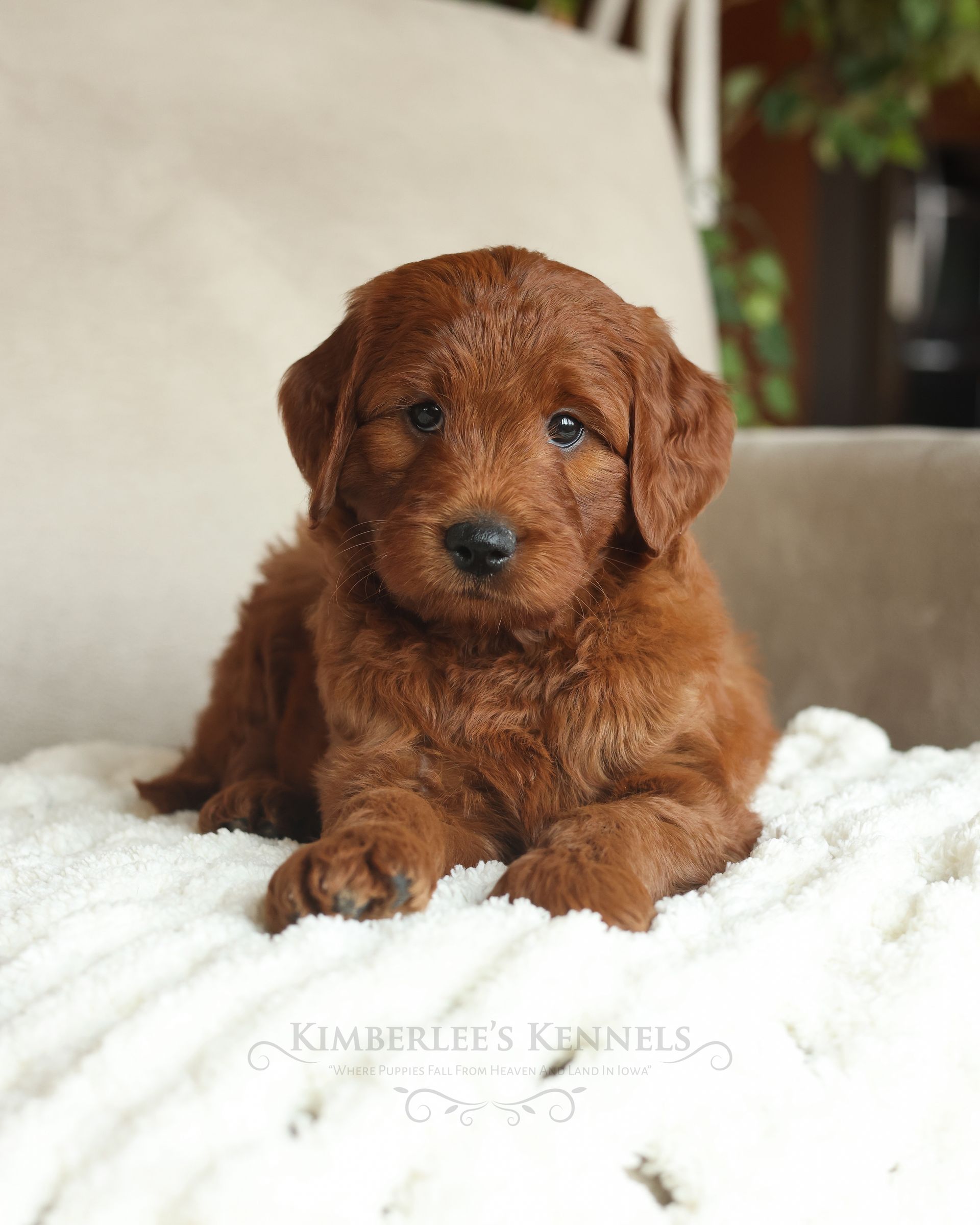 Miniature Goldendoodle Puppy