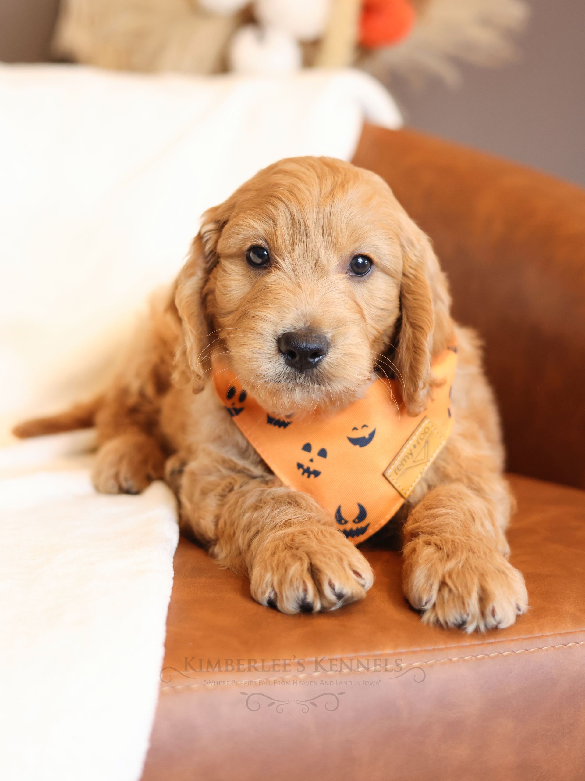 Miniature Cream Colored Puppy snuggling on chair