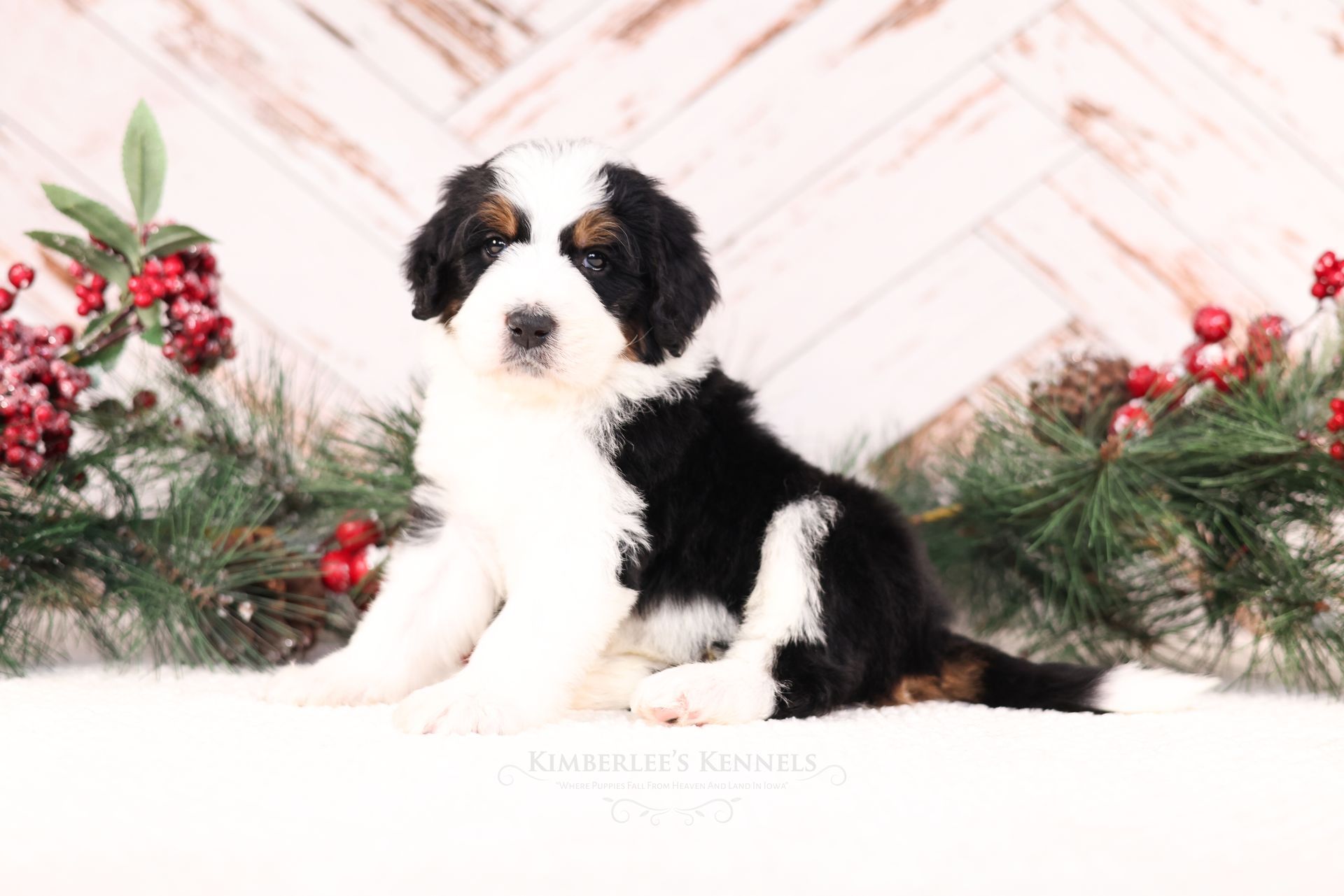 Therapy dog puppies, standard size tri-colored bernedoodle puppy