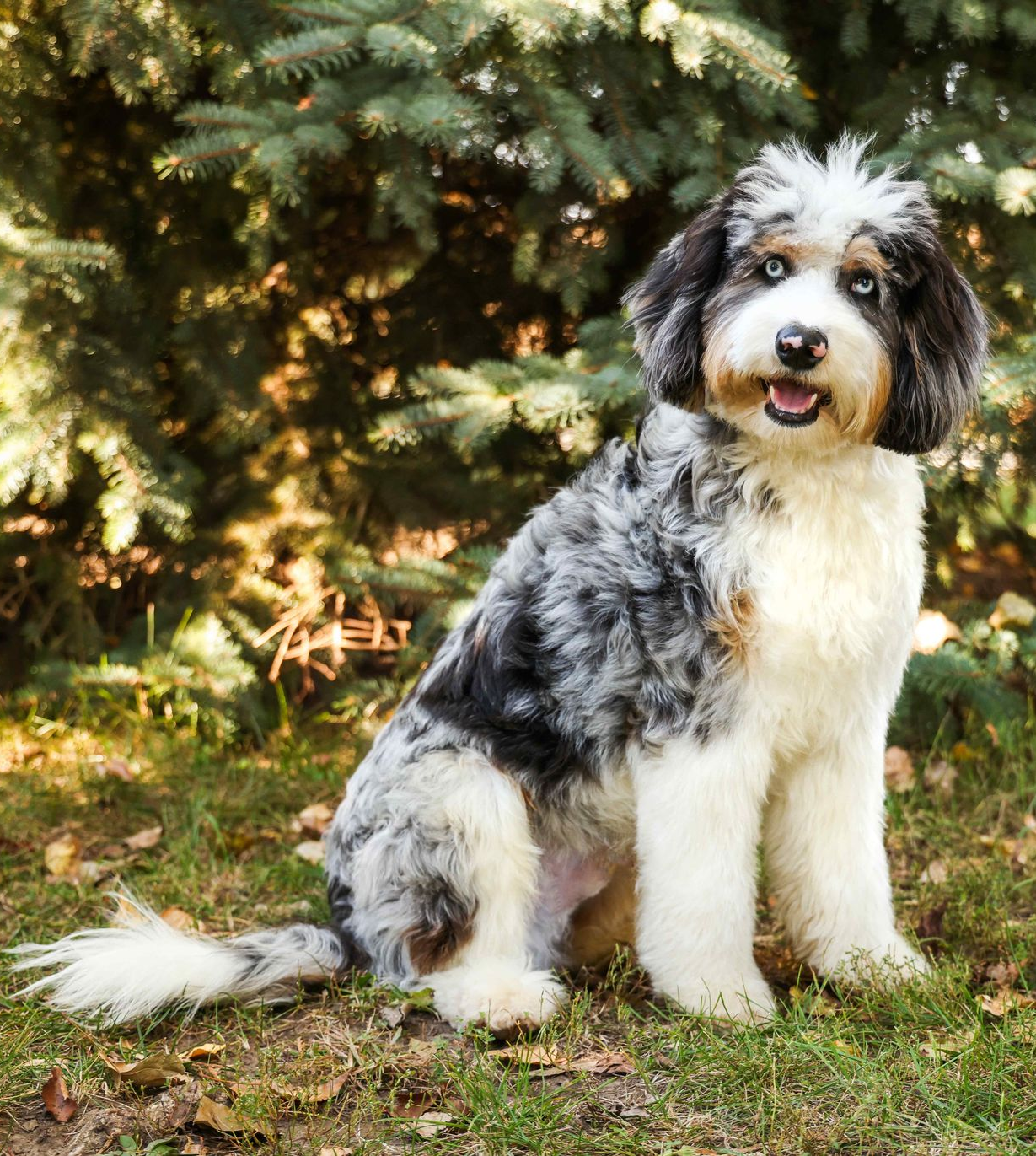 Merle Aussiedoodle smiling in the trees