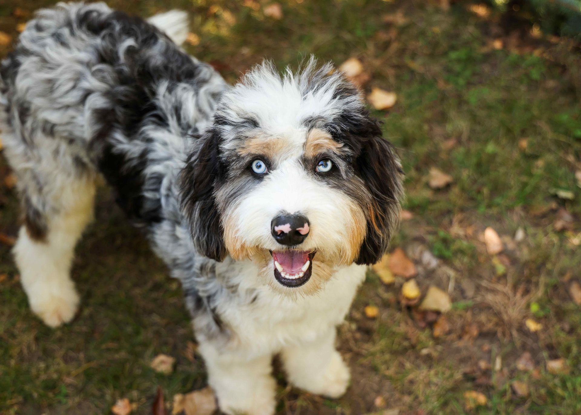 Merle aussiedoodle with blue eyes in the grass