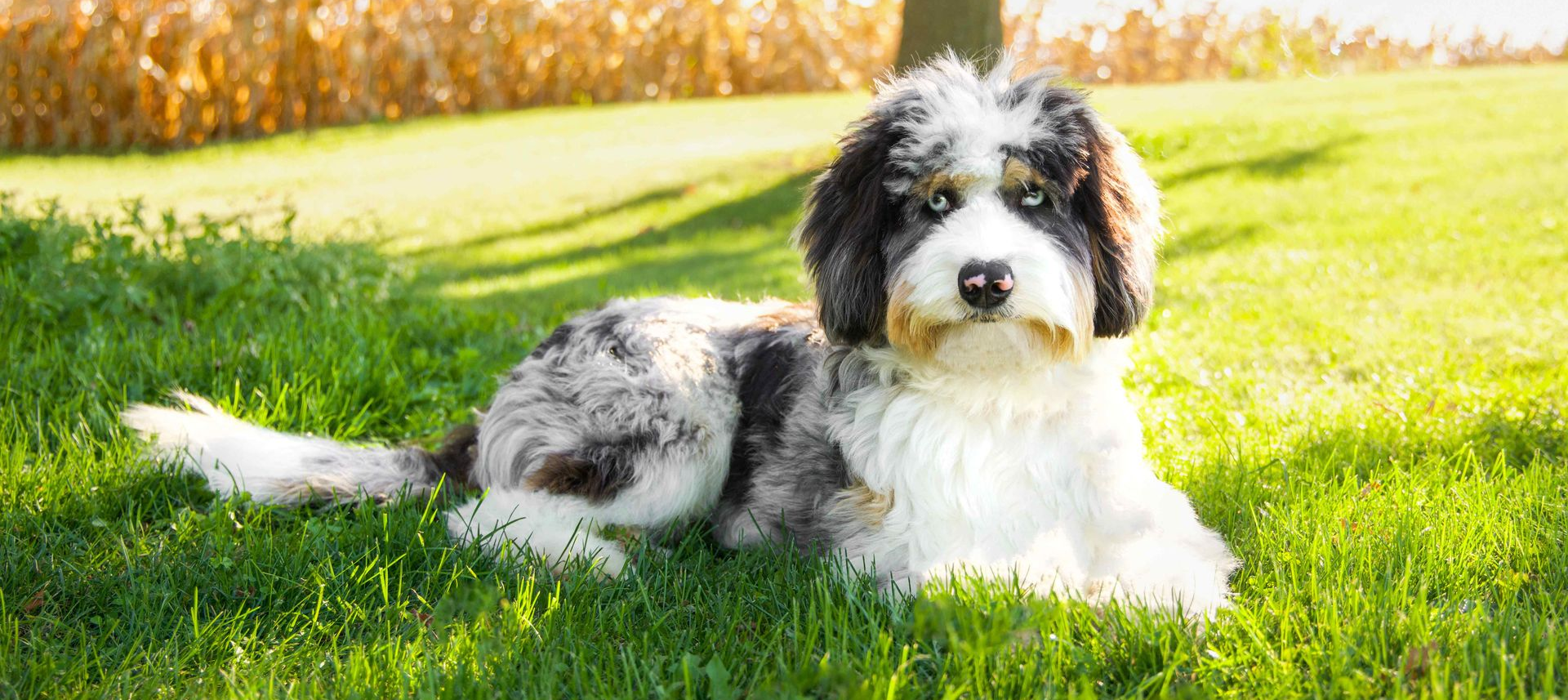 Fully matured merle Aussie Doodle laying in the grass