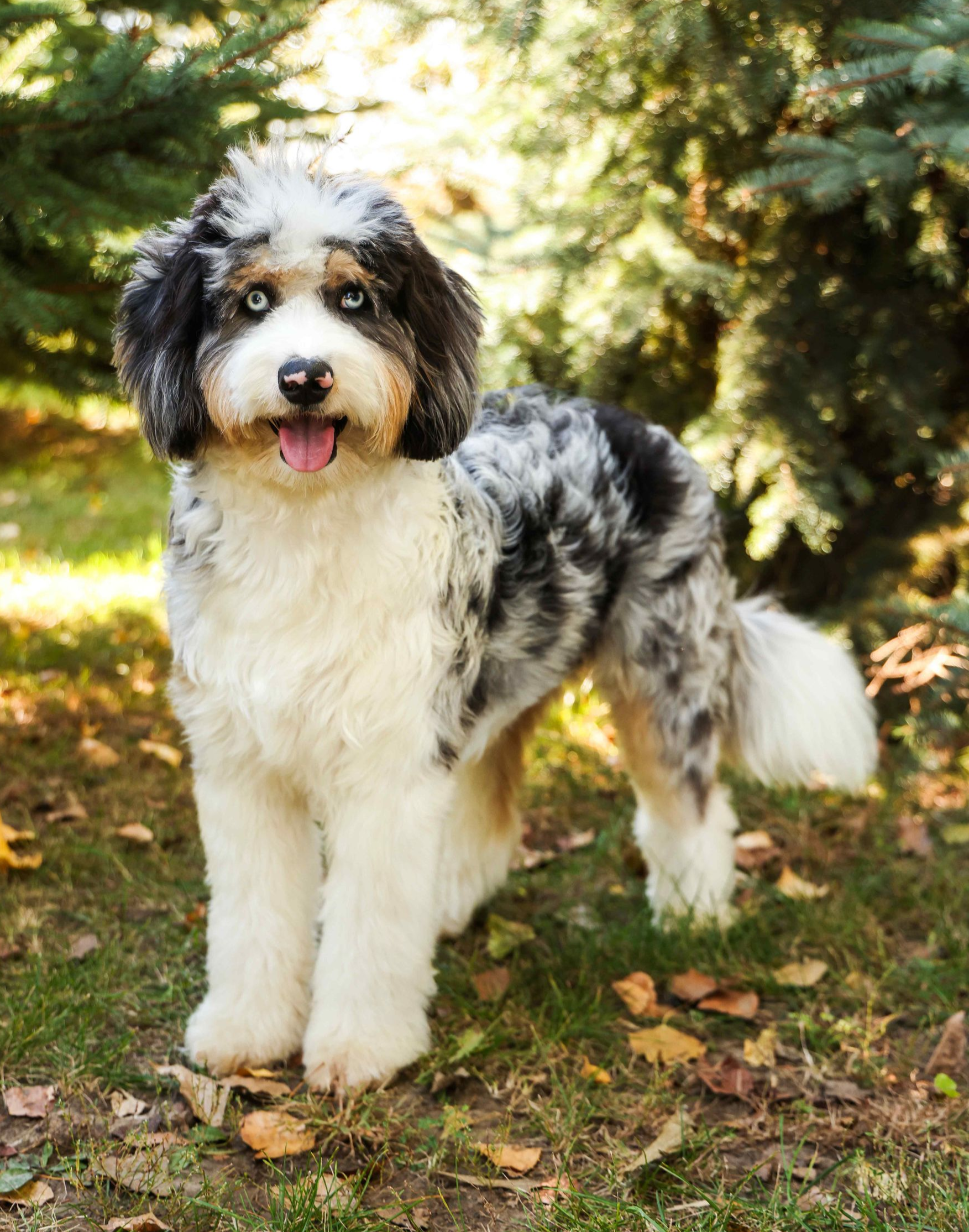 miniature aussie doodle standing outside