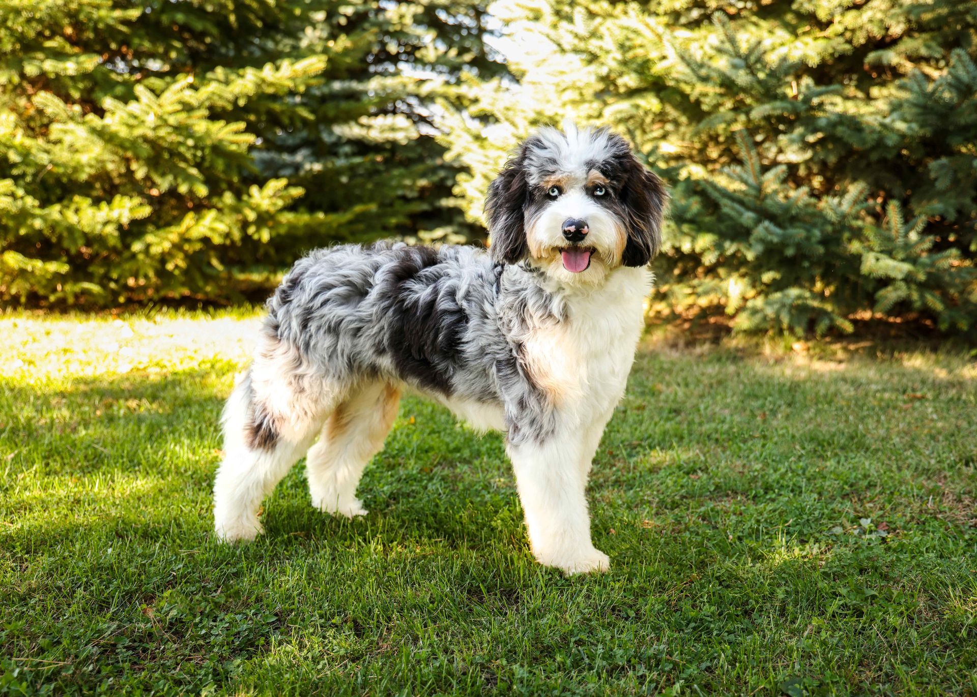 Adult Male Aussiedoodle Playing Outdoors