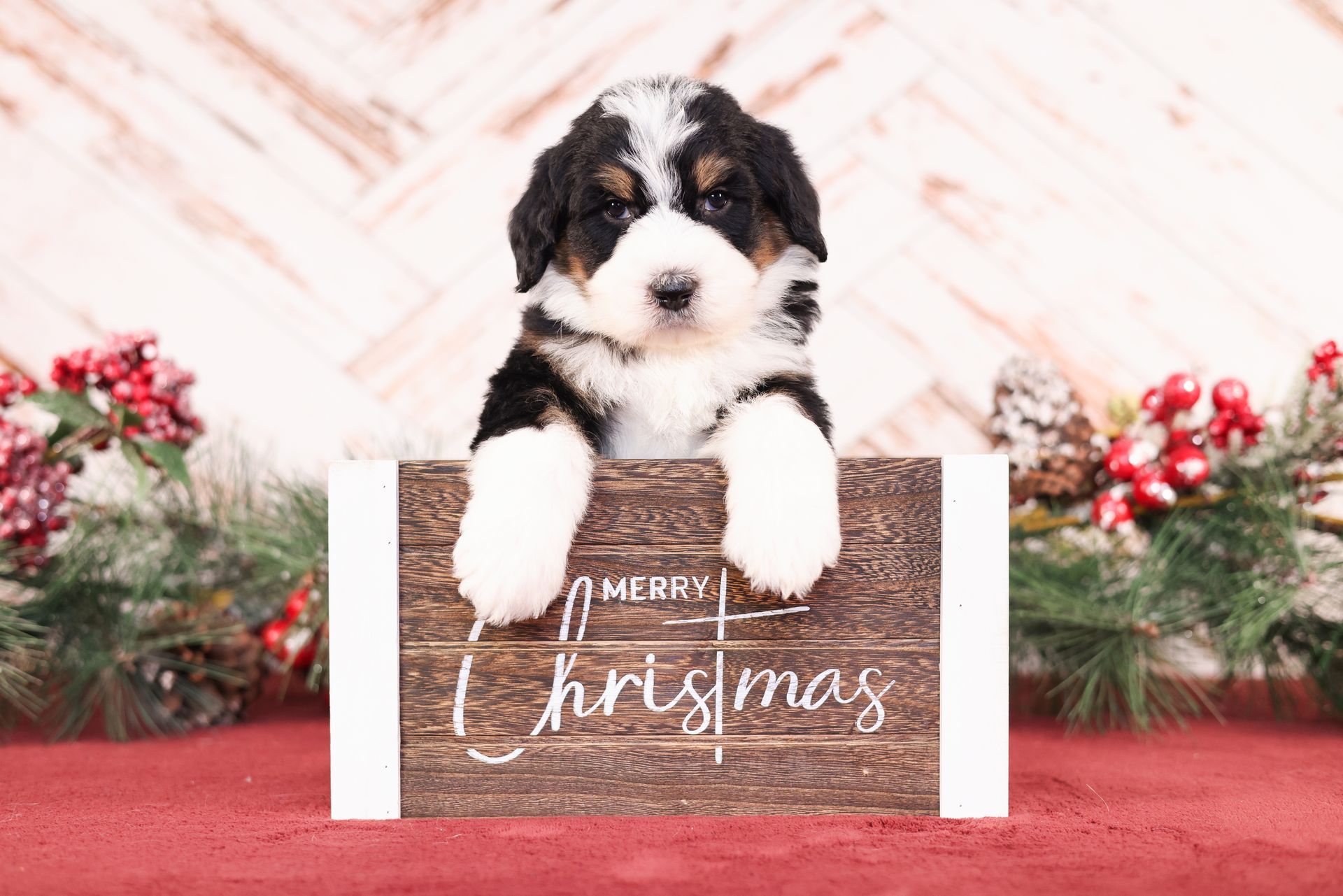 Therapy dog puppies, standard size tri-colored bernedoodle puppy