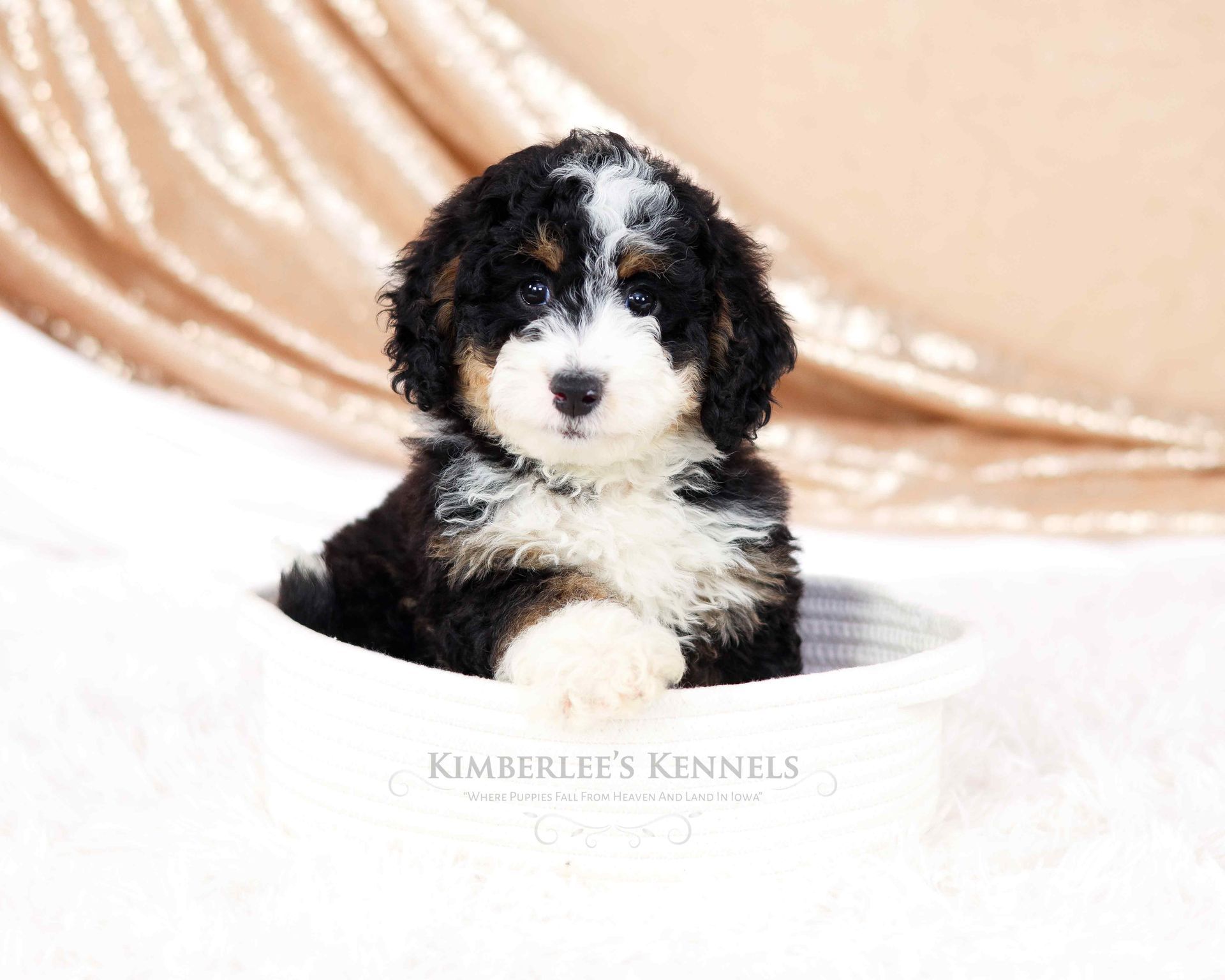 five week old tricolor mini bernedoodle laying in a white knit basket