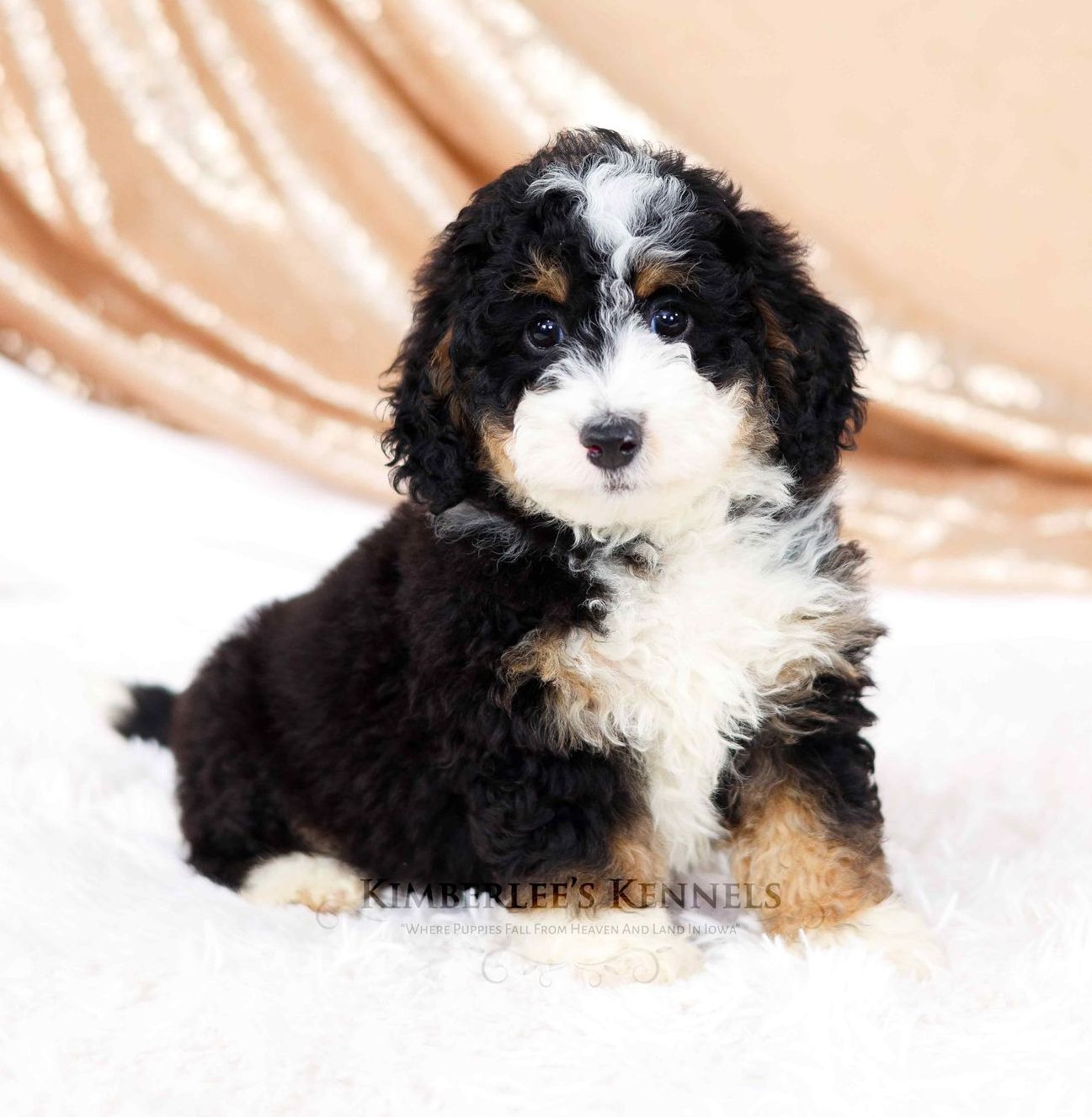 7 week old bernedoodle puppy with sparkly background