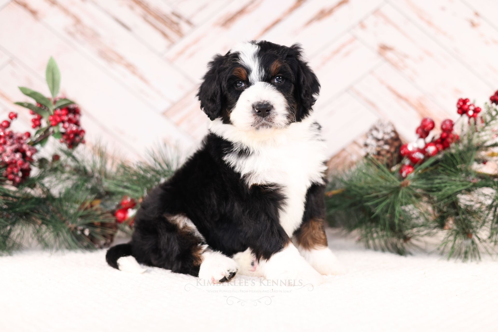 Therapy dog puppies, standard size tri-colored bernedoodle puppy