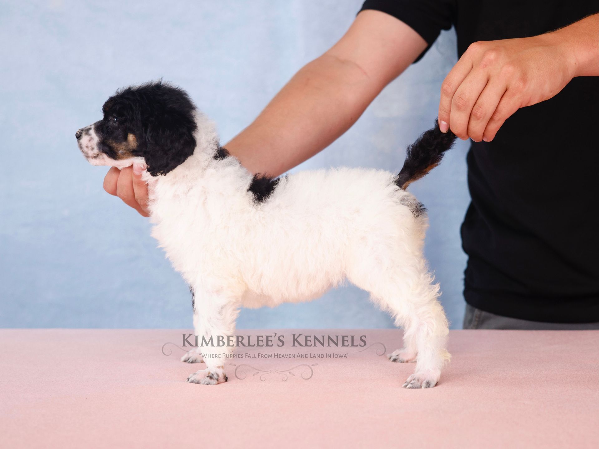 Stacked puppy portrait standard AKC poodle