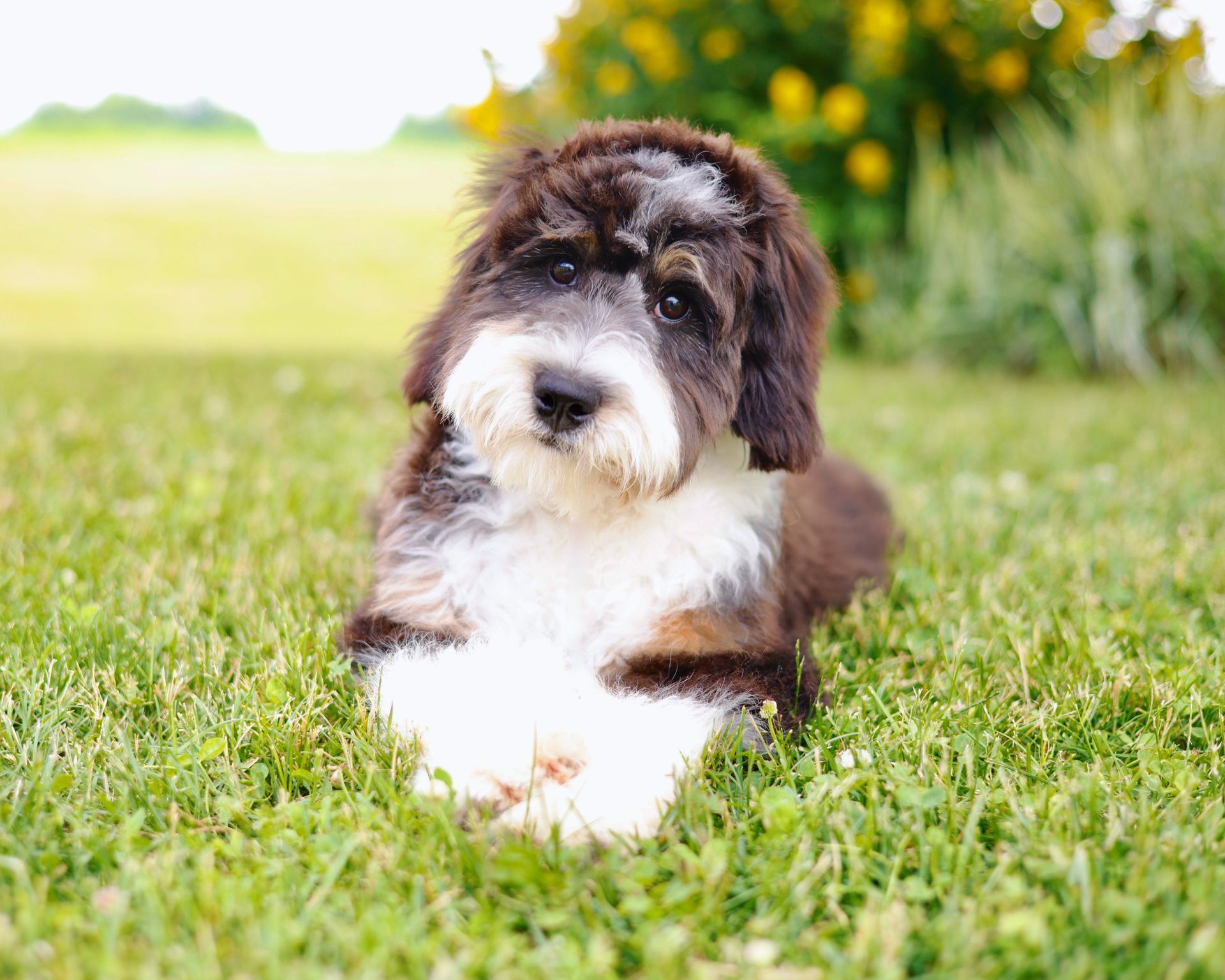 adult miniature bernedoodle laying in the grass