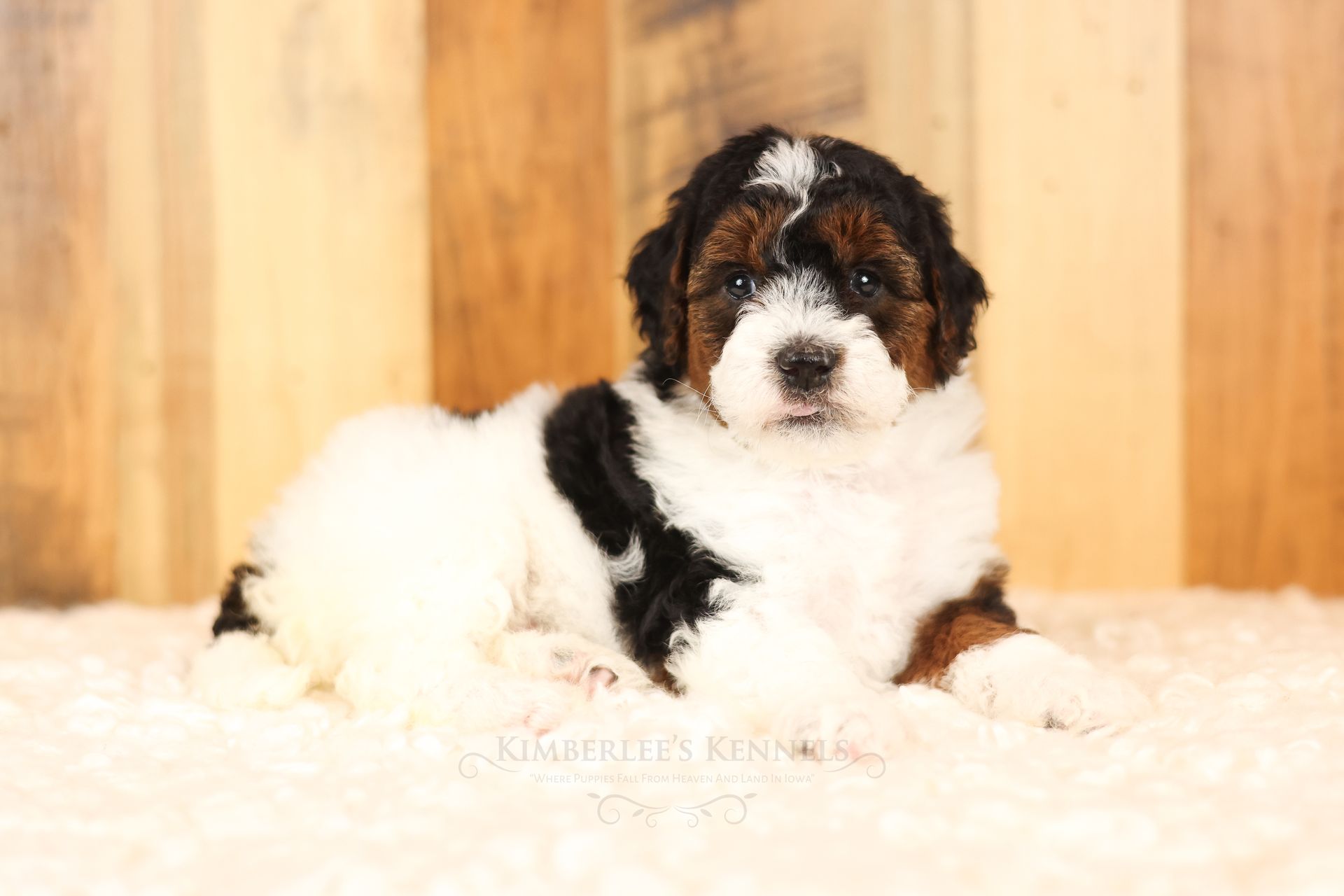 five week old tri-parti miniature bernedoodle puppy laying on a white blanket in front of a wooden background