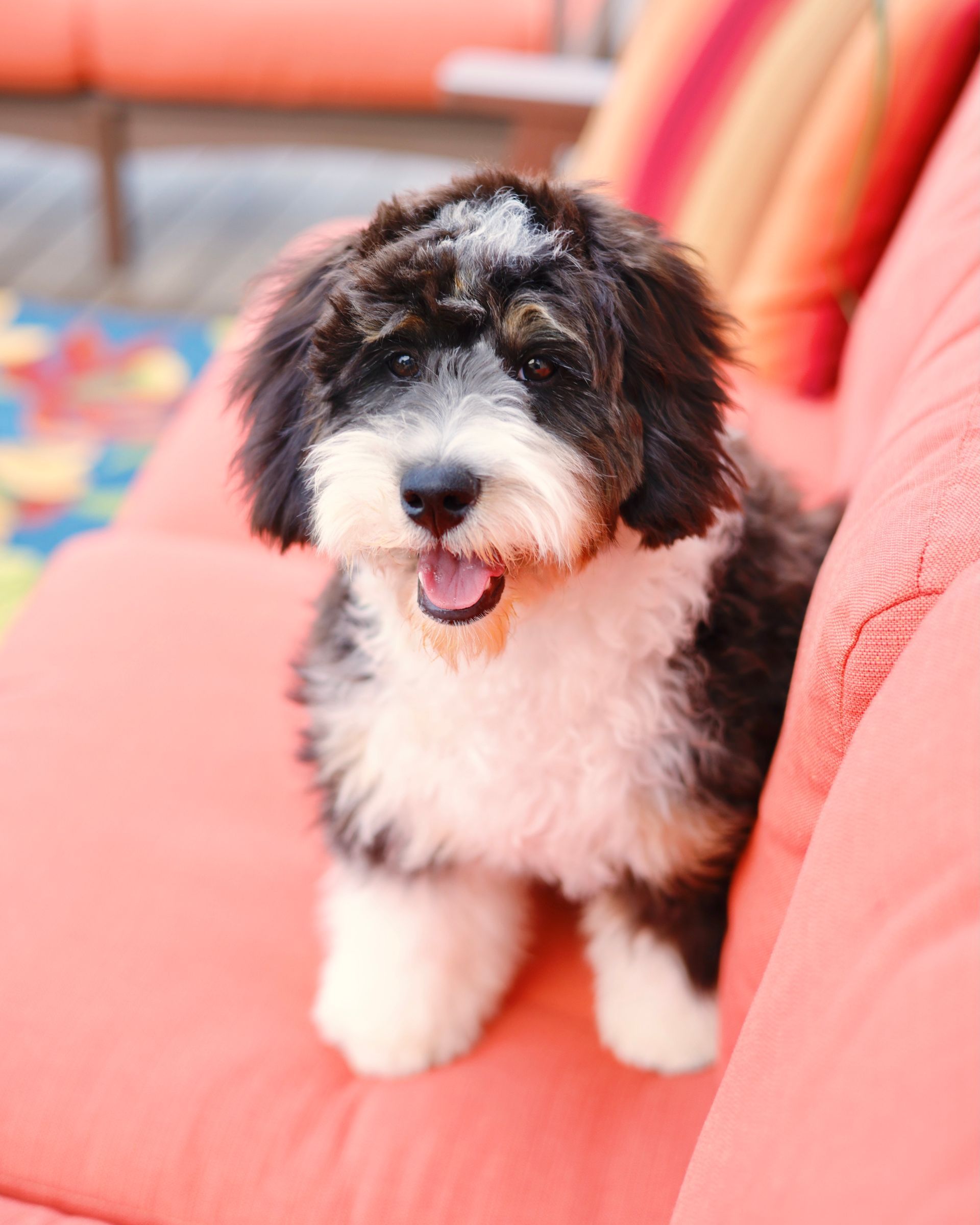 Adult mini bernedoodle sitting on a red couch