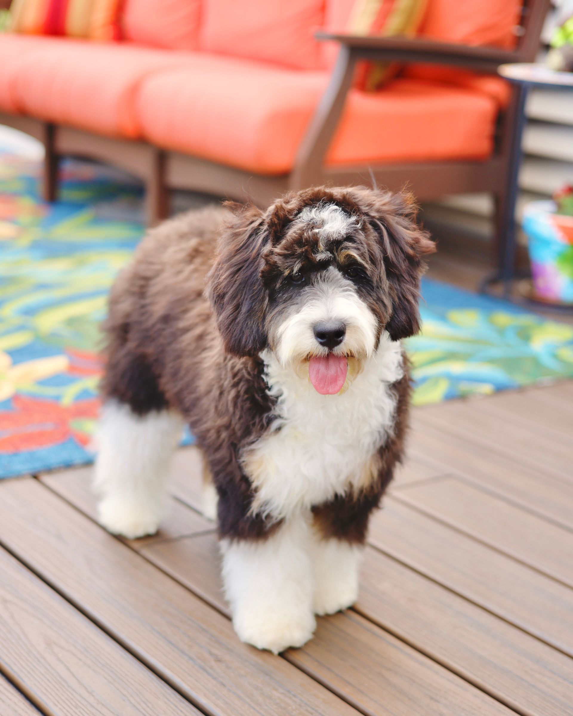 Fully matured mini bernedoodle standing on a tropical rug