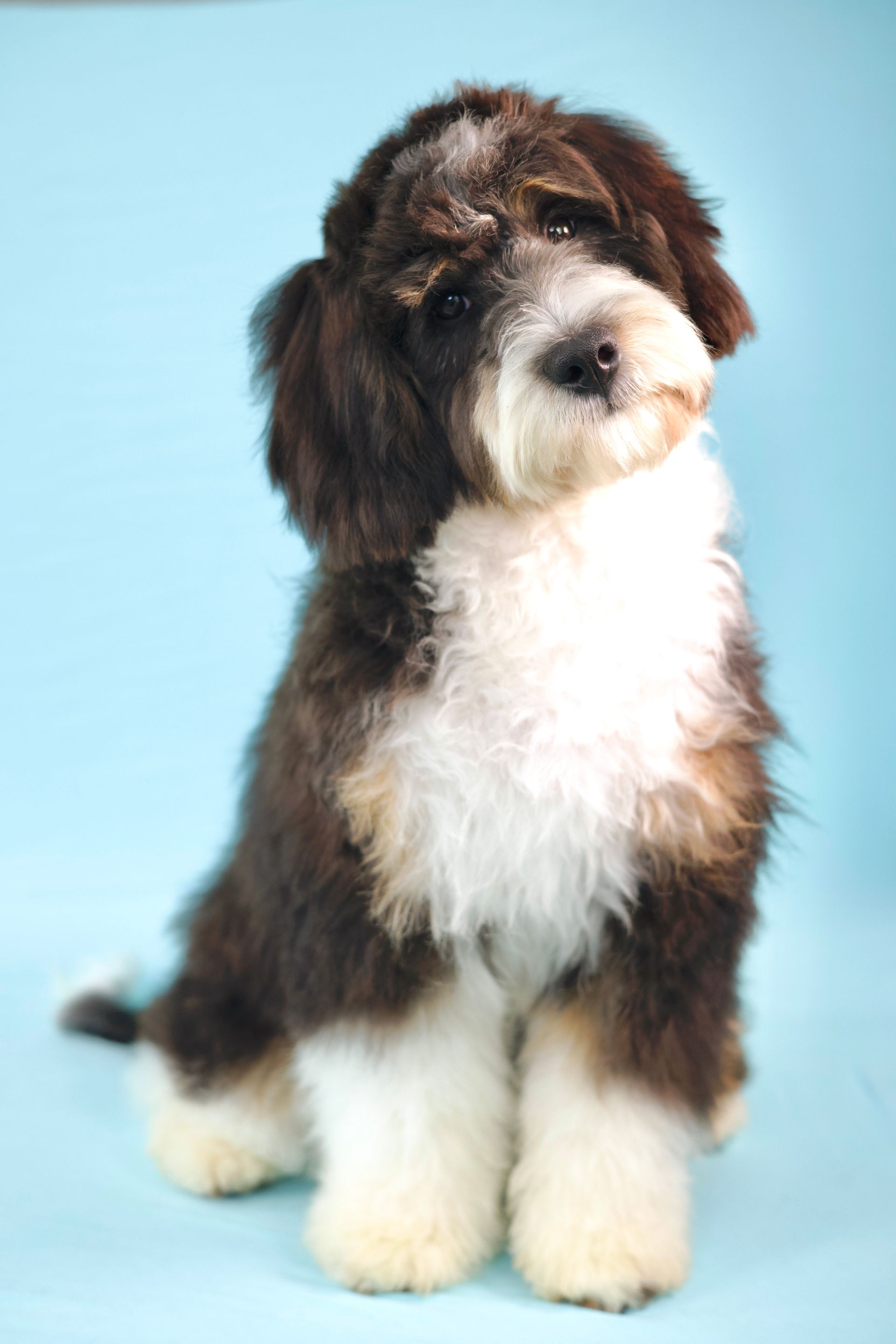 Tricolor miniature F1 bernedoodle with a blue background