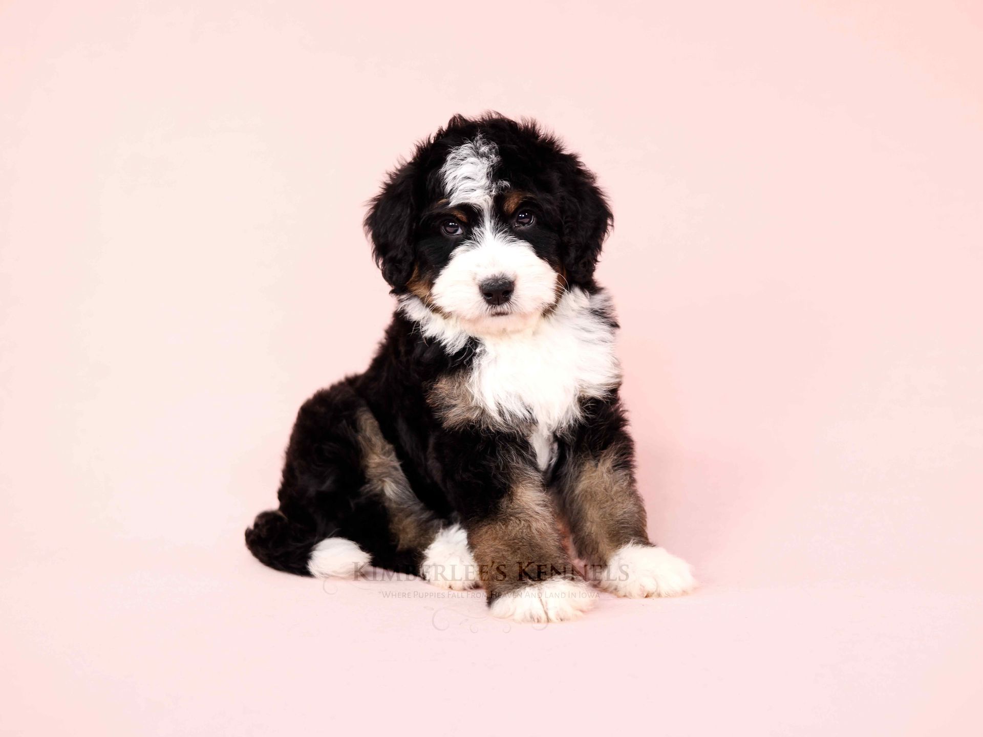 five week old standard tricolor bernedoodle with a pink background
