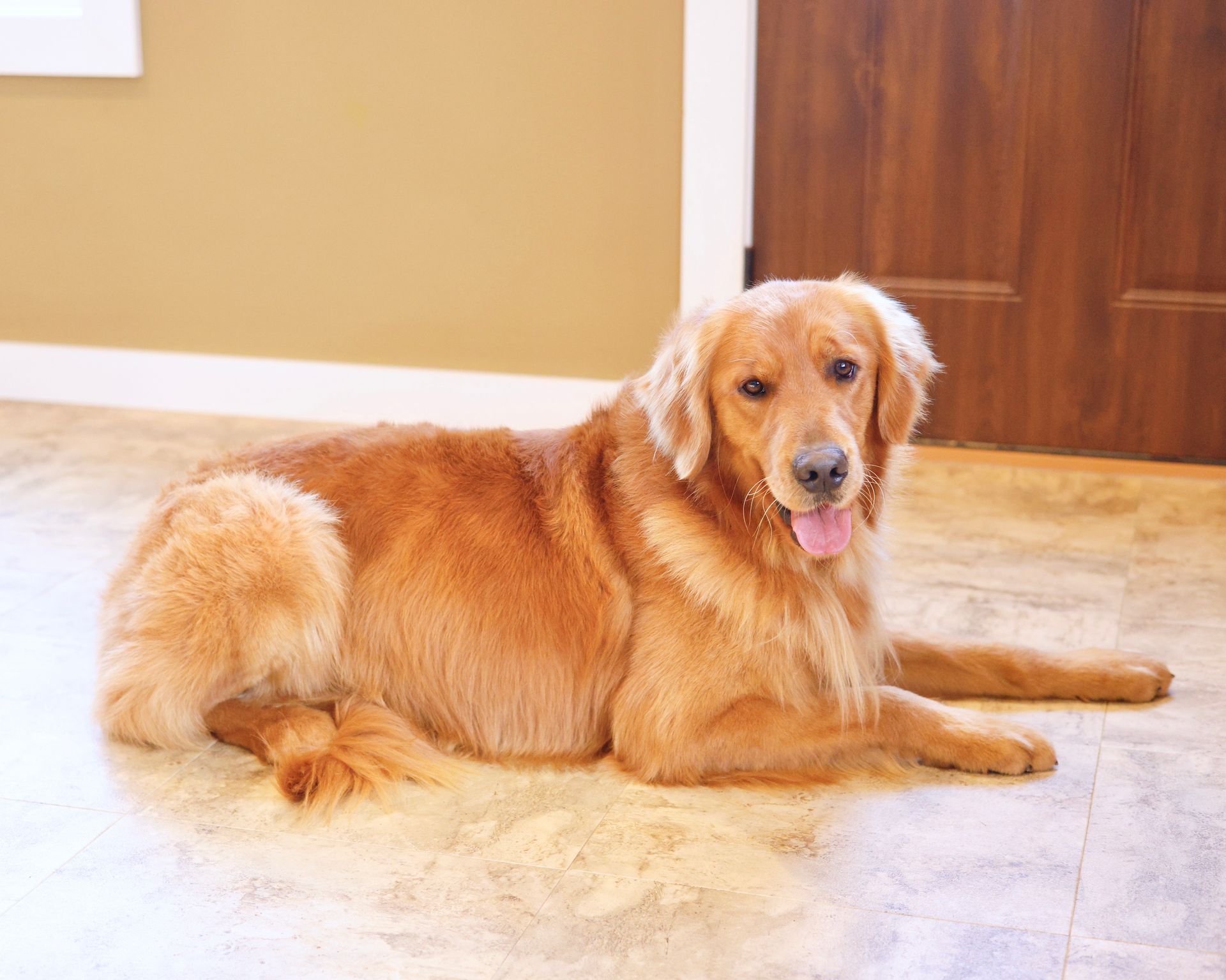 Adult male golden retriever lounging indoors