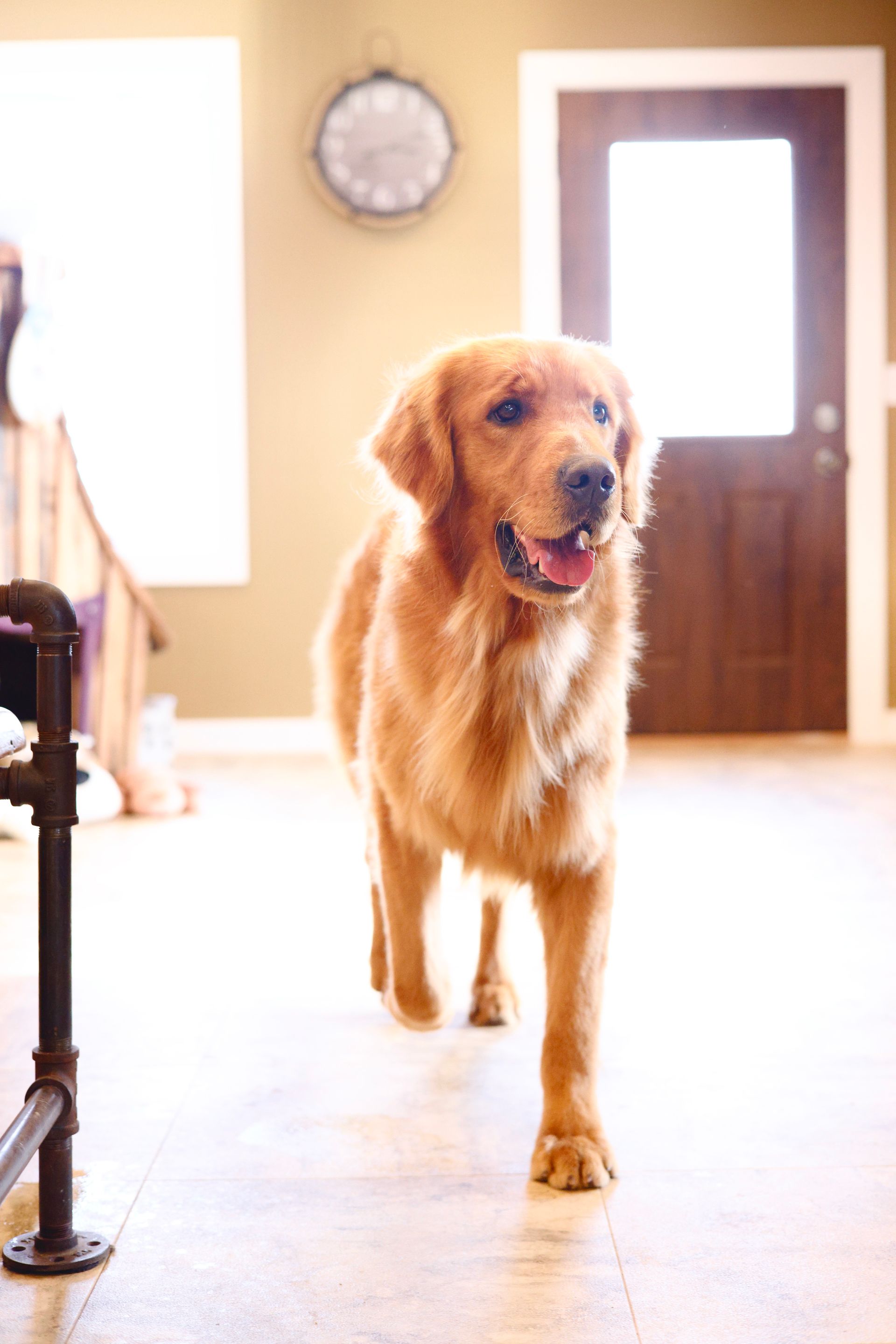 Standard male golden retriever in front of dog house