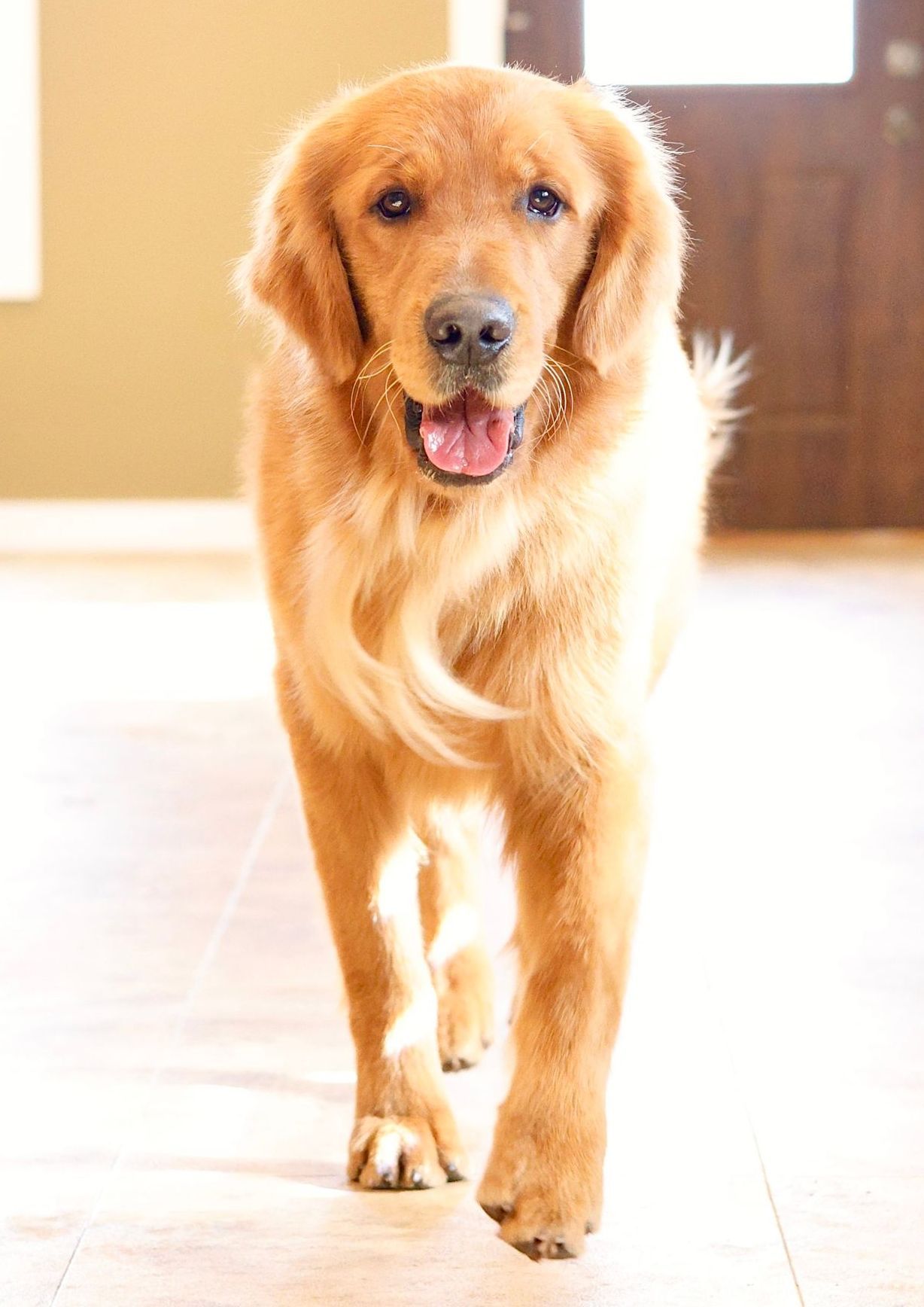 Adult golden retriever smiling for camera