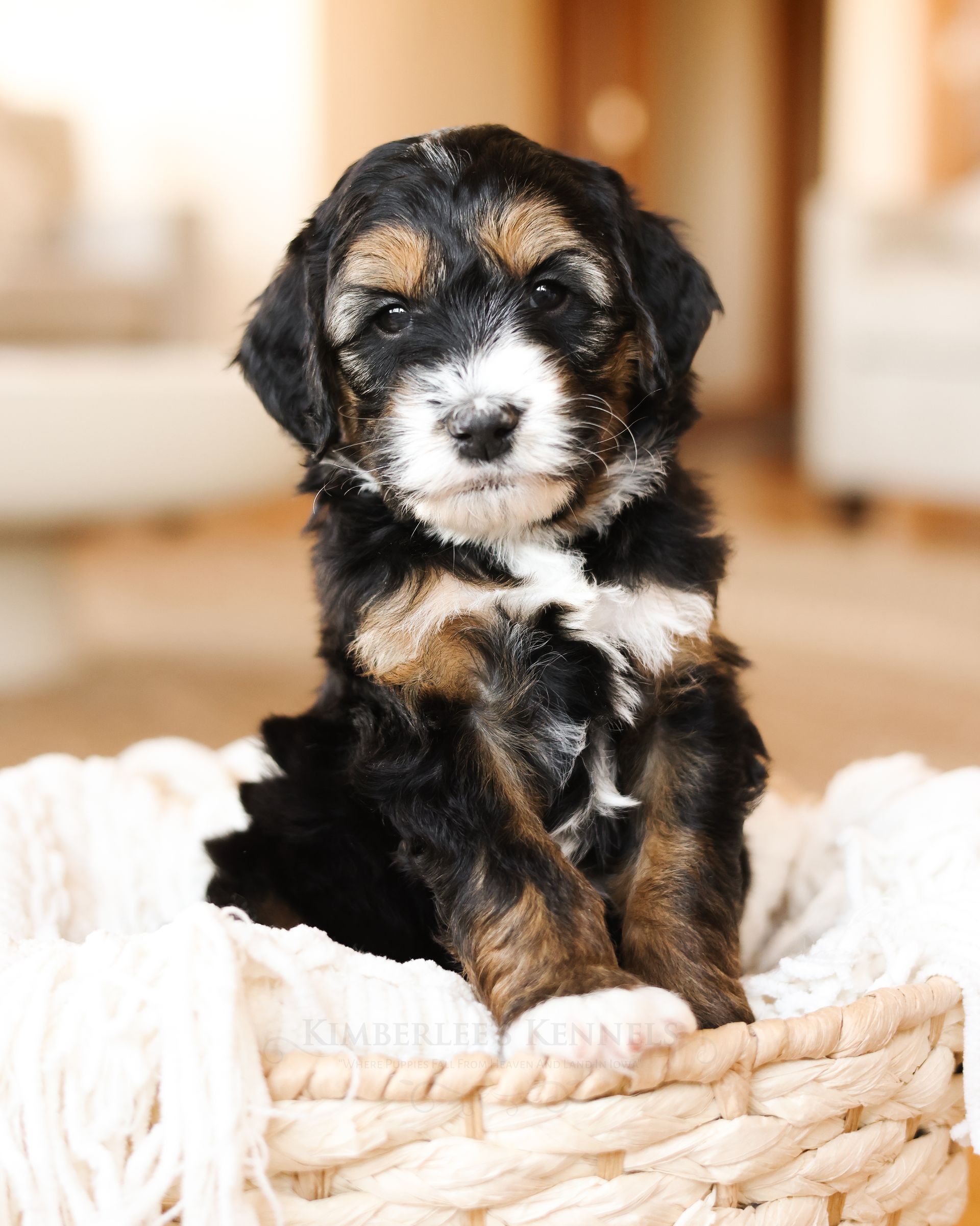 Black white and copper bernedoodle puppy cuddling in living room