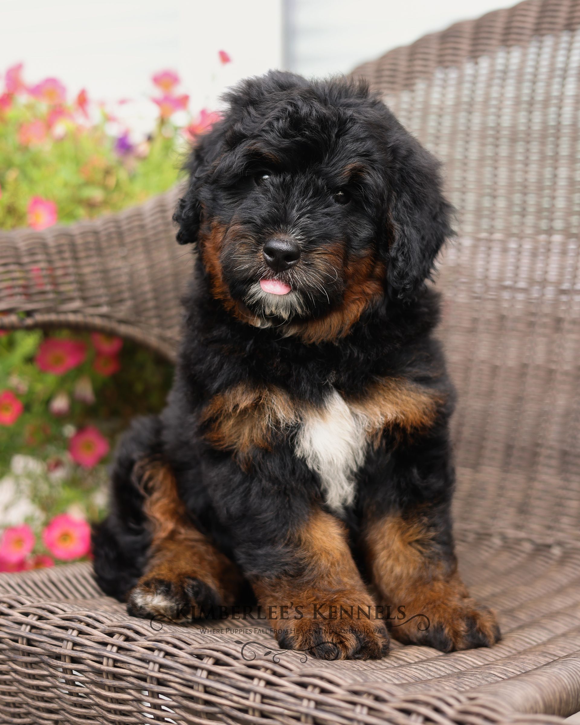 Miniature Bernedoodle puppy, bernedoodle breeder
