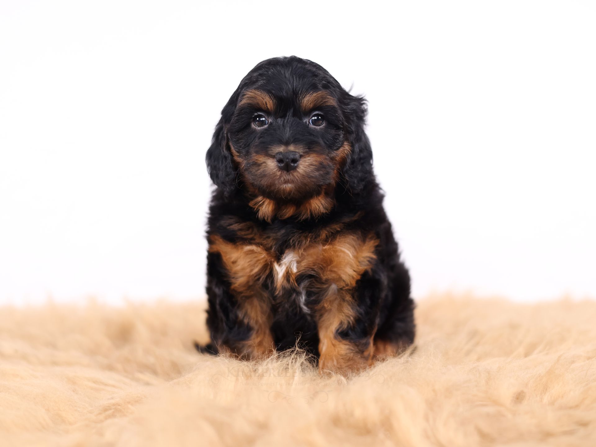 Miniature Bernedoodles puppy, health tested puppy
