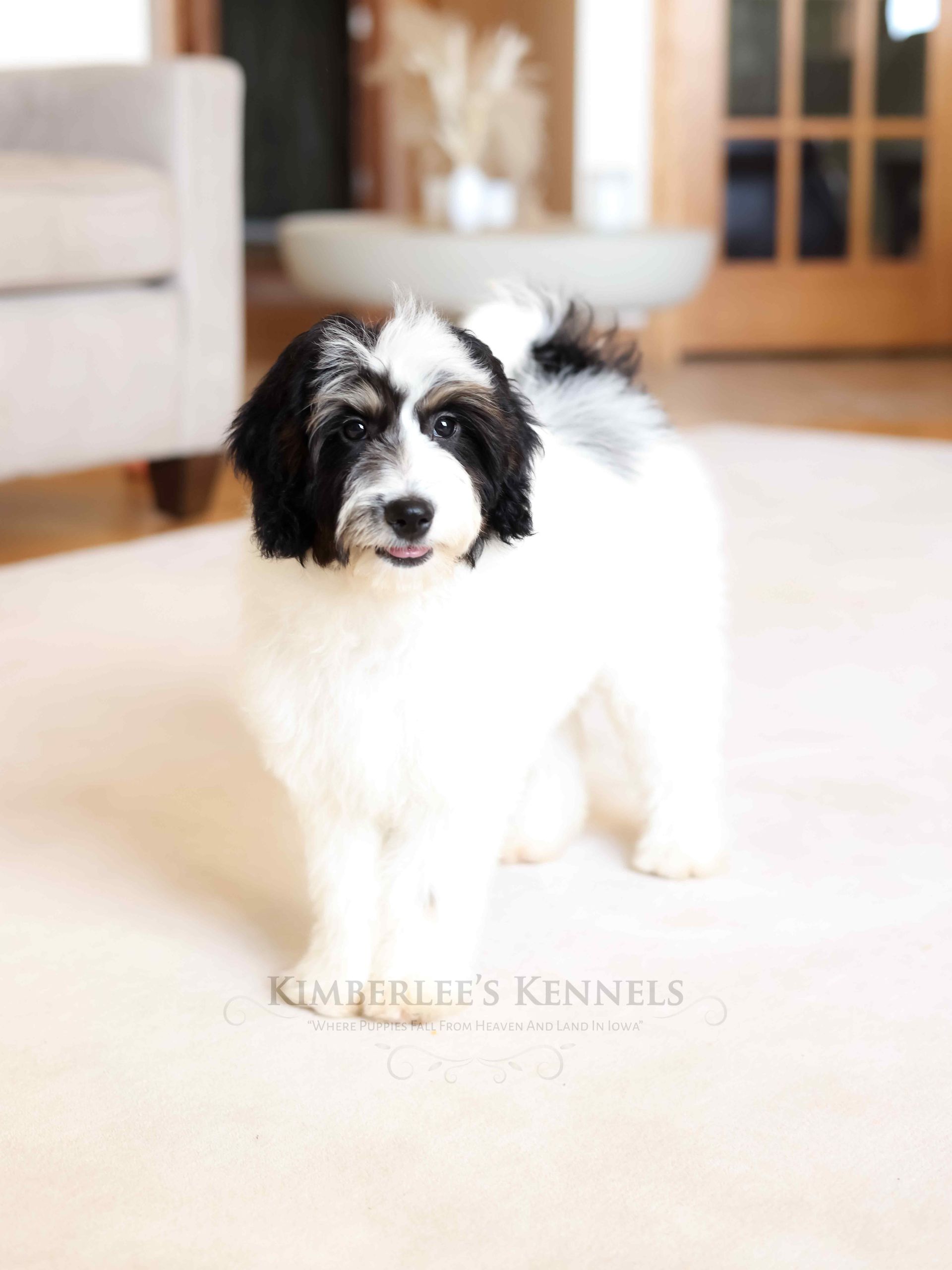 8 week old mini bernedoodle standing in the living room