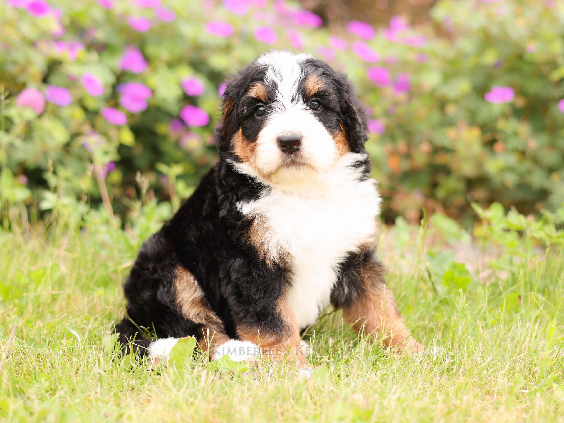 5 week old standard bernedoodle puppy sitting in front of purple flowers