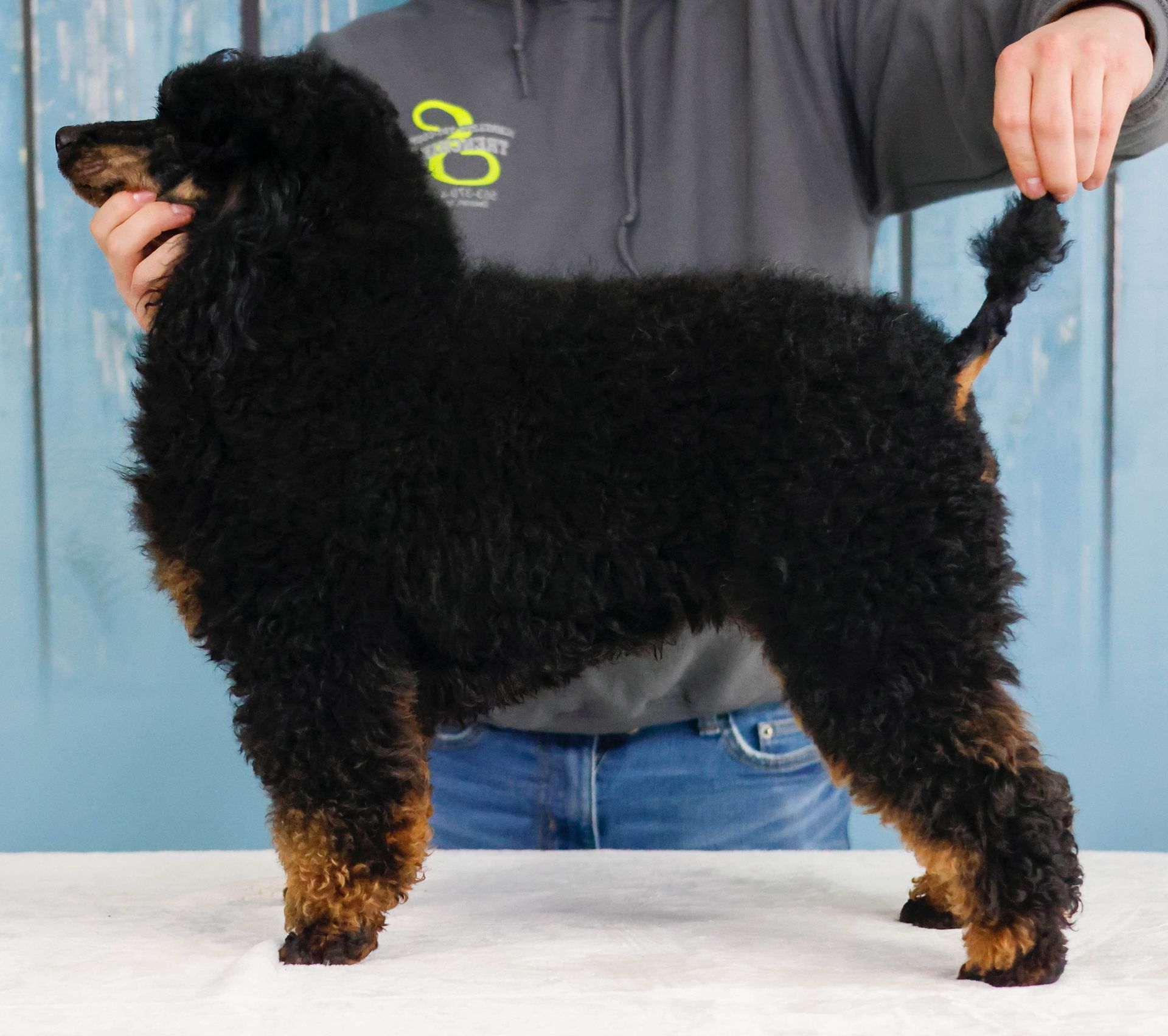 Miniature phantom poodle stack photo