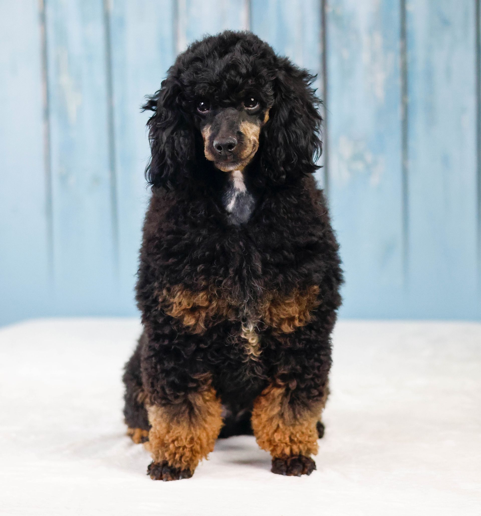Miniature phantom poodle with blue background