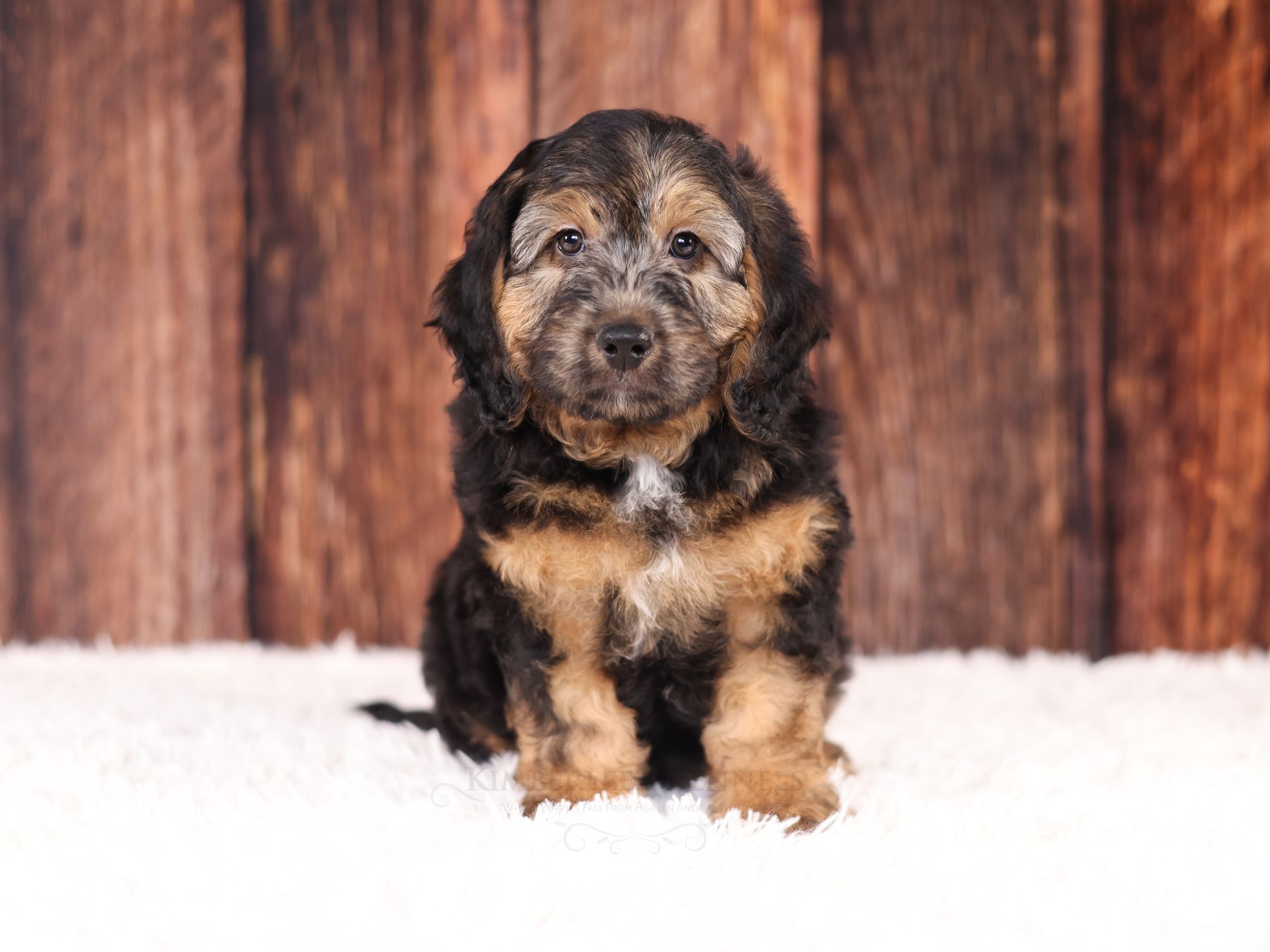 Miniature Bernedoodles puppy, health tested puppy
