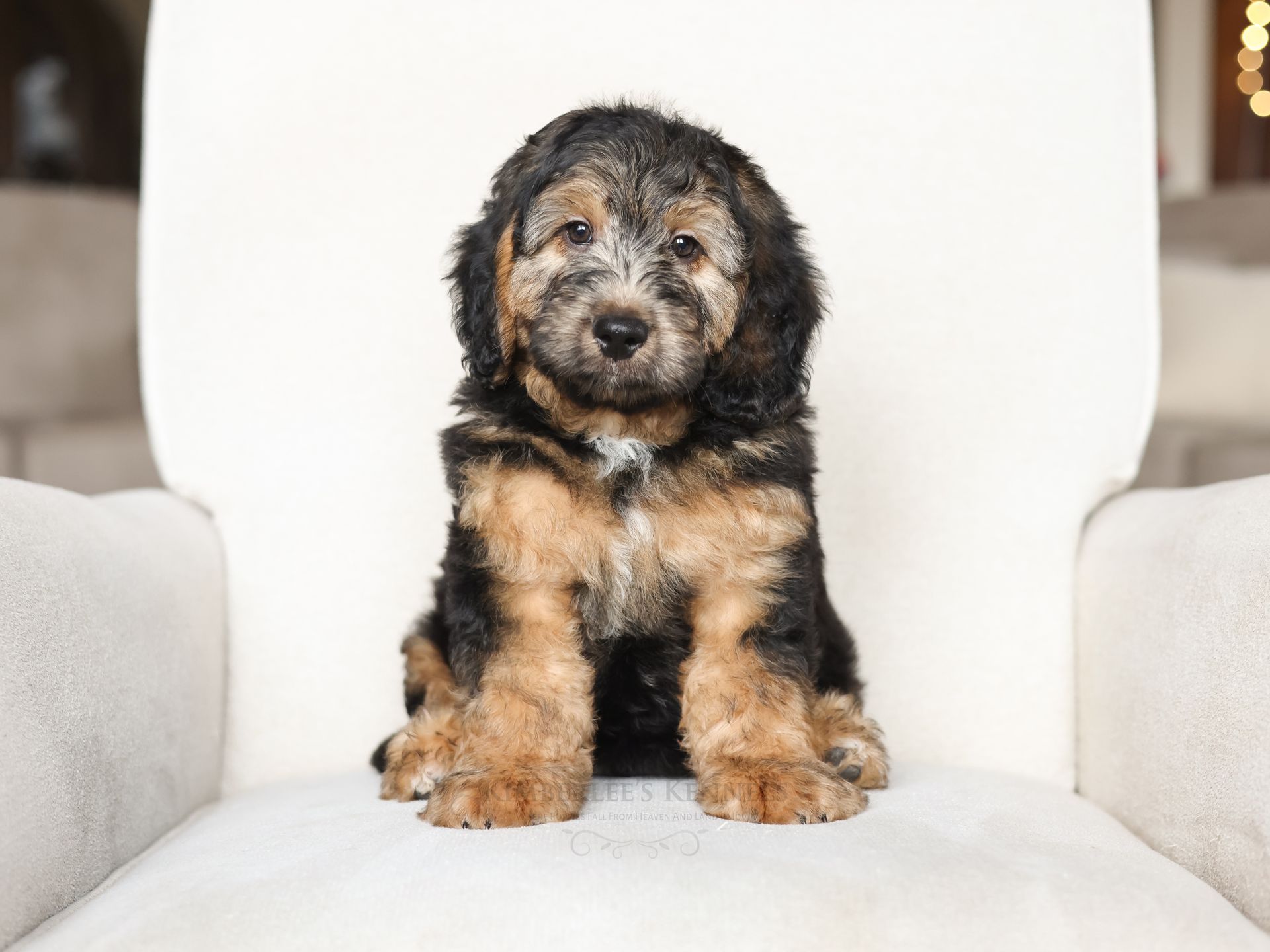 Miniature bernedoodle puppy, ethical dog breeder
