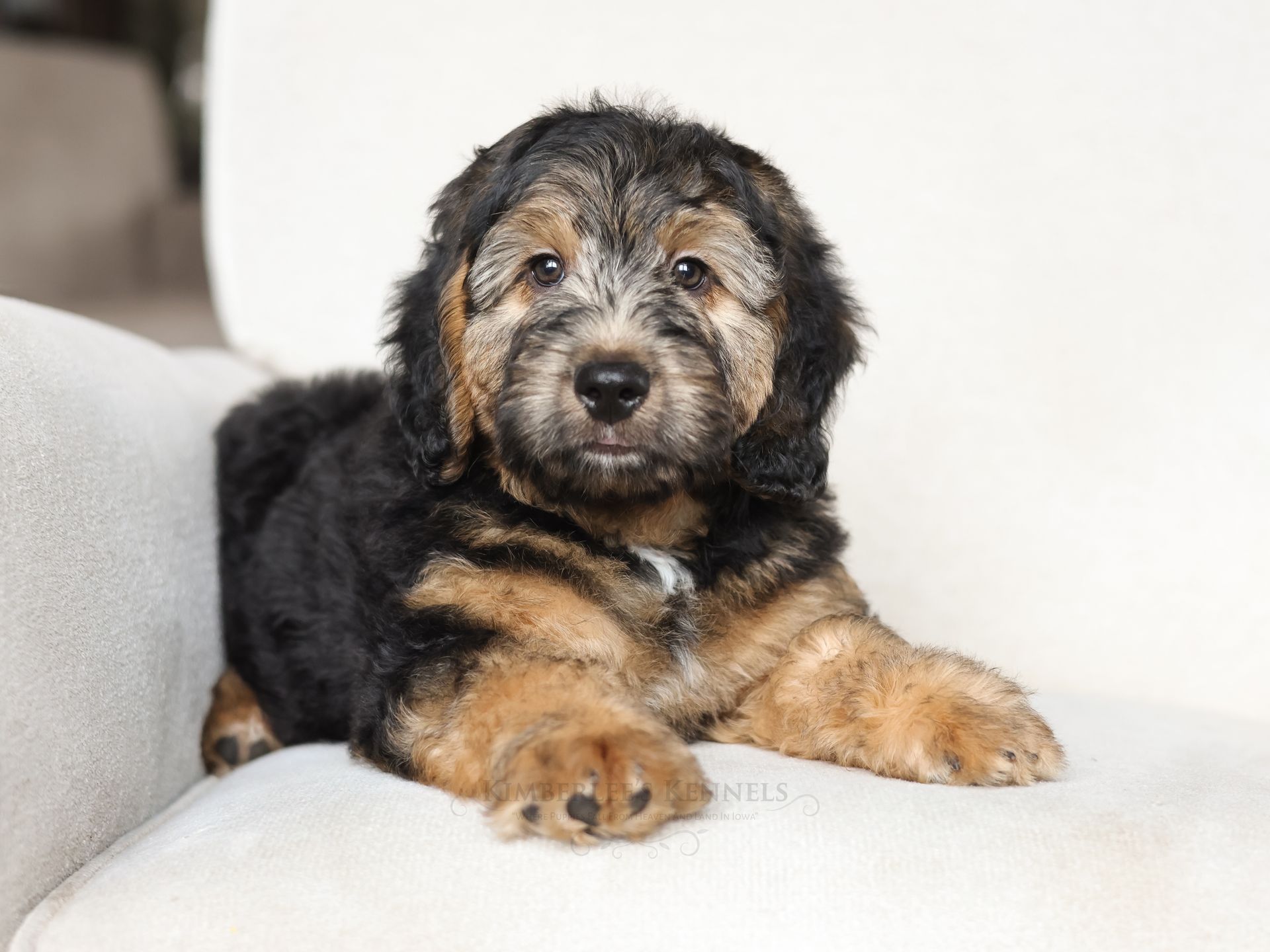 Miniature Bernedoodles puppy, health tested puppy
