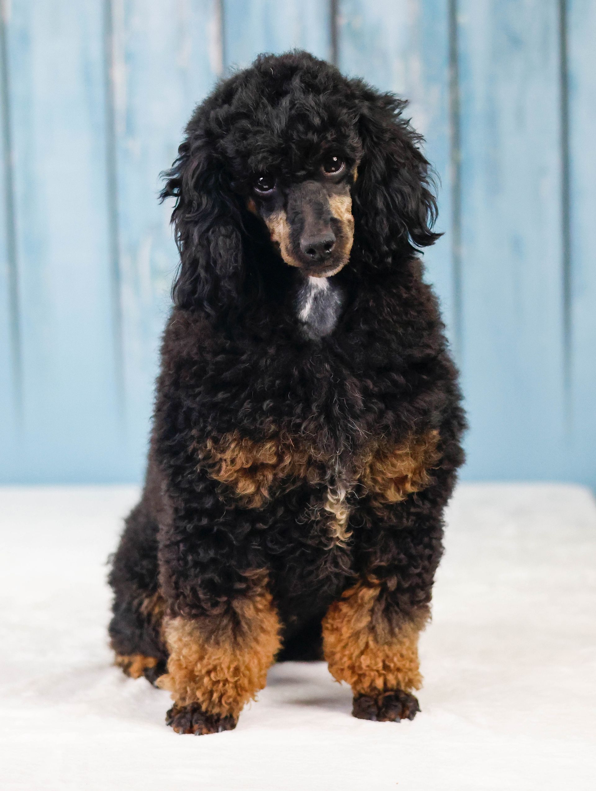 miniature phantom poodle posing in front of blue background