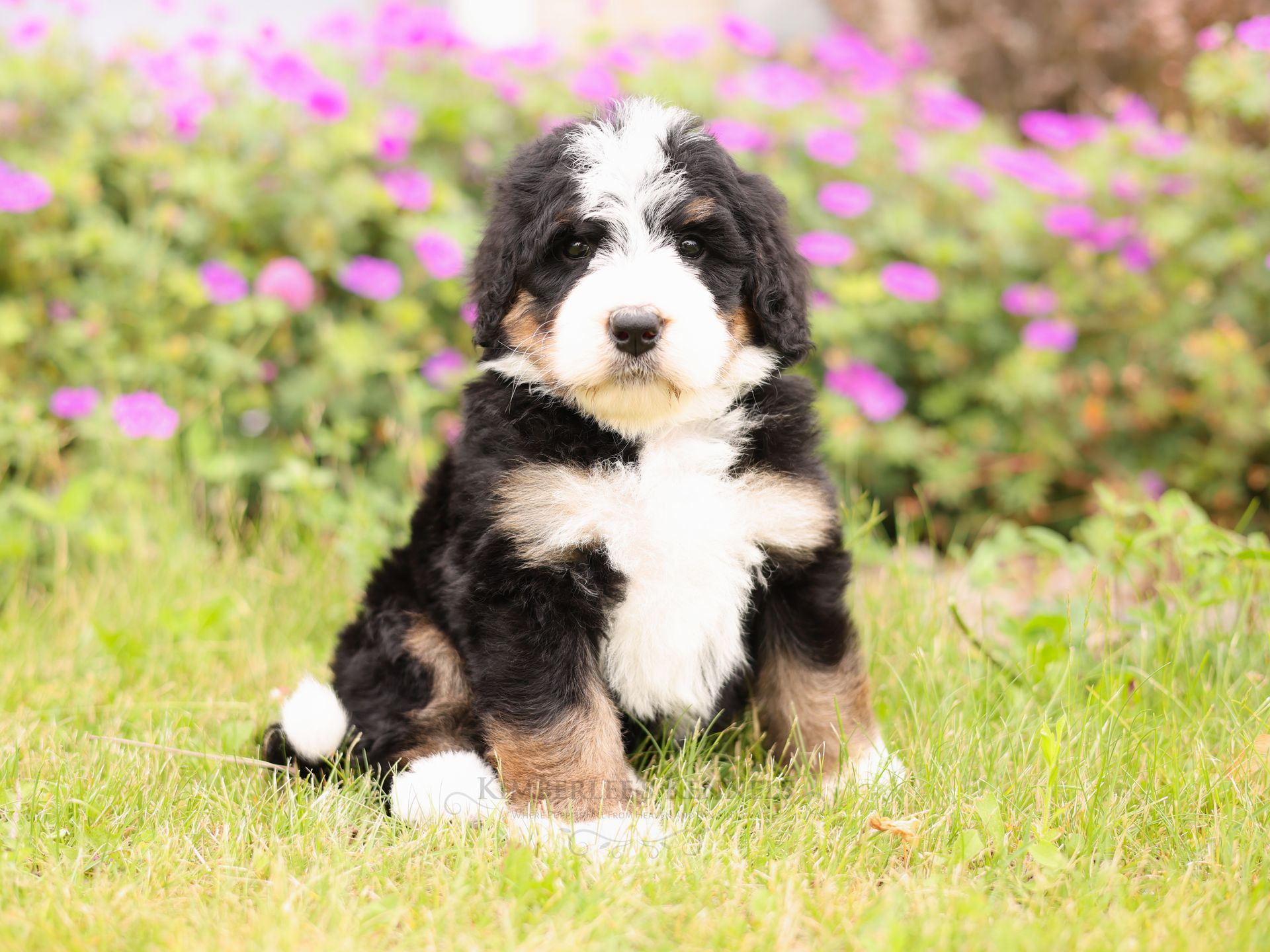 five week old tricolor standard bernedoodle sitting in front of purple flowers