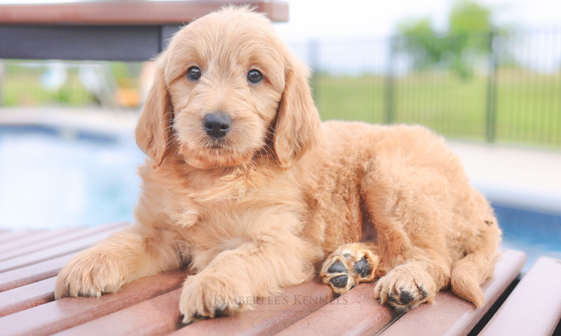 five week old mini englishdoodle puppy sitting on a chair by the pool