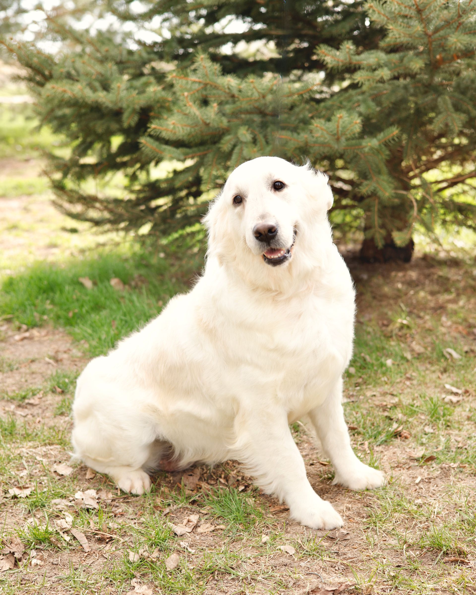 White English Cream Retriever smiling in the sun