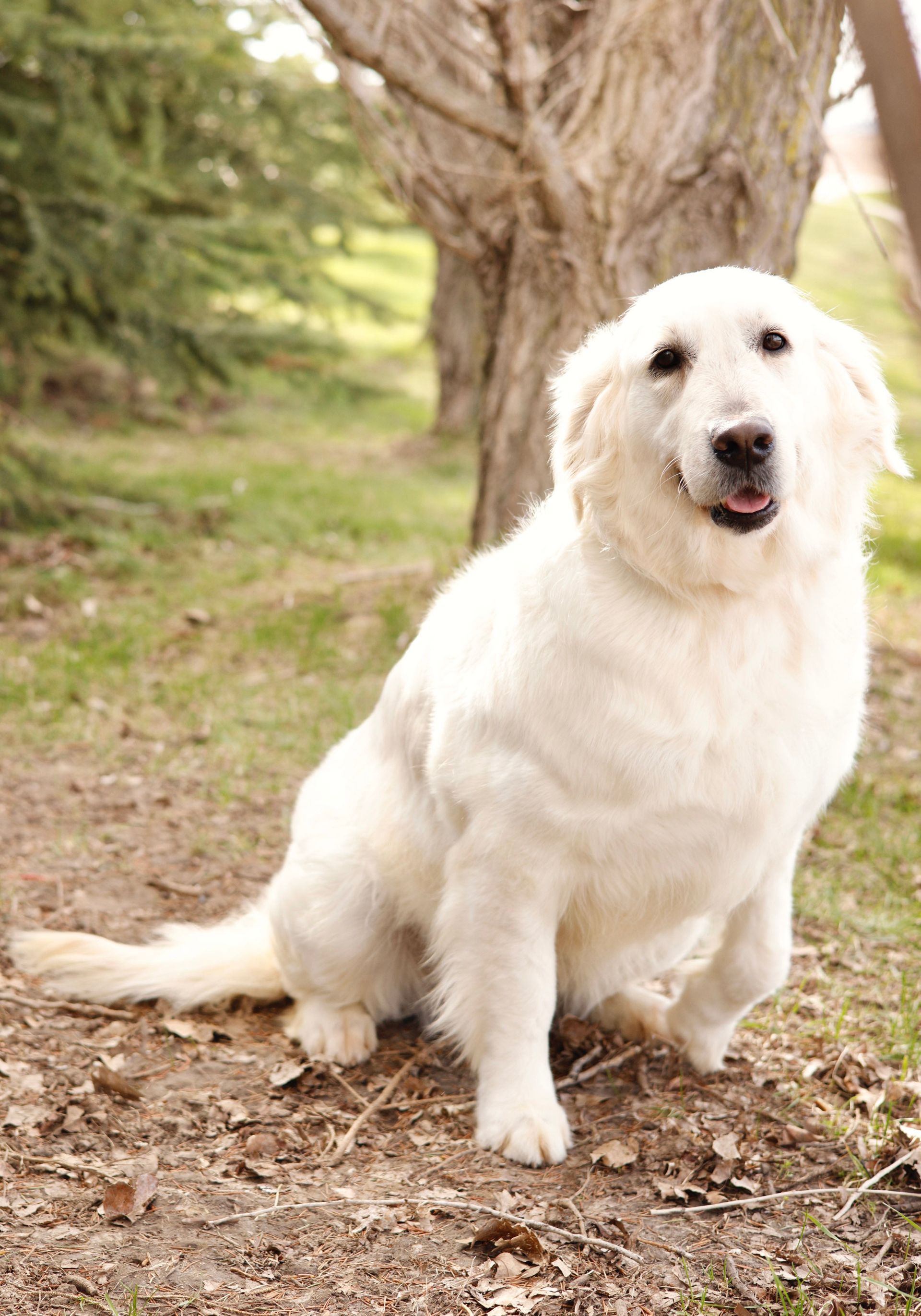 English Cream Retriever posing next to tree