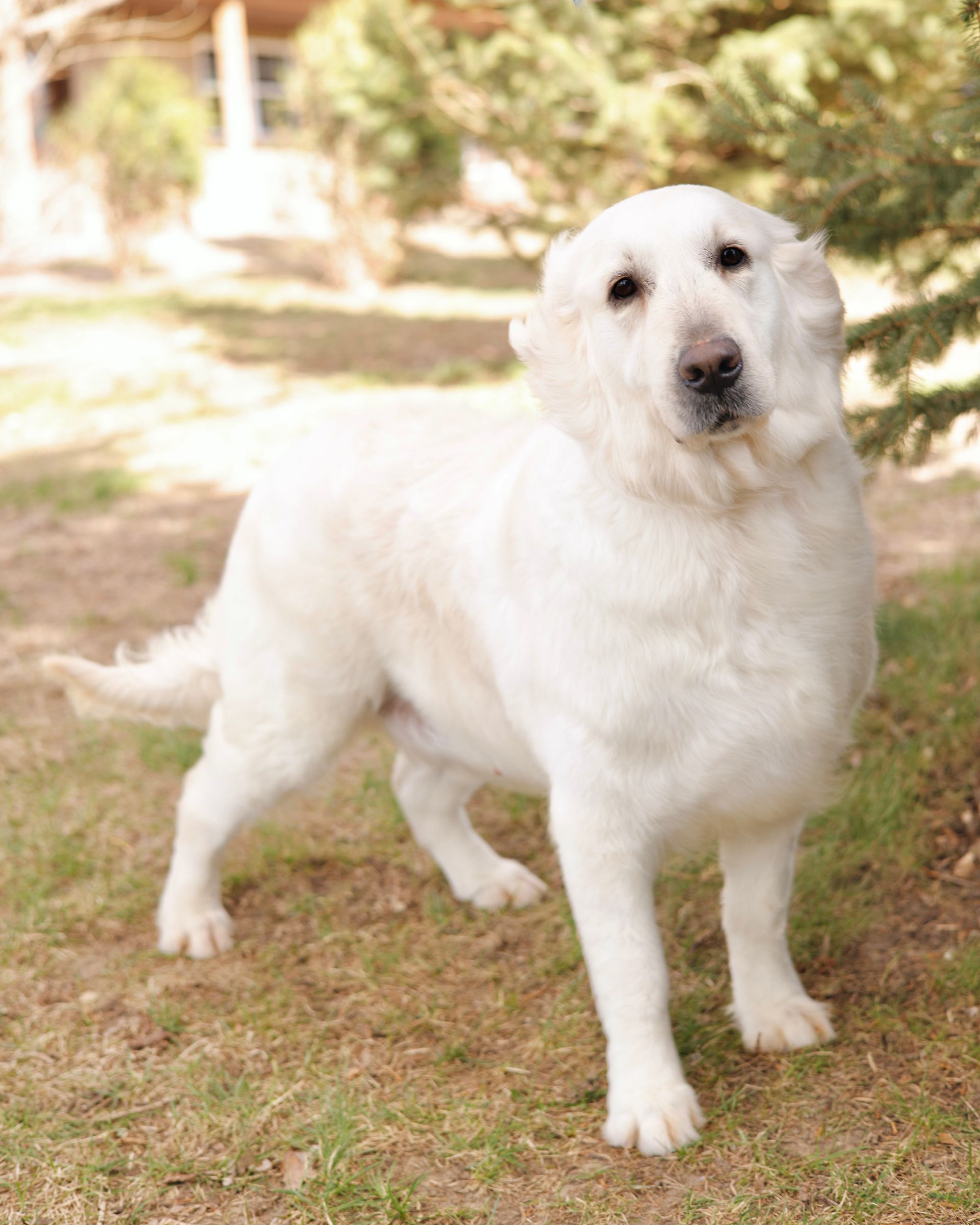 English Cream Retriever Playing Outside