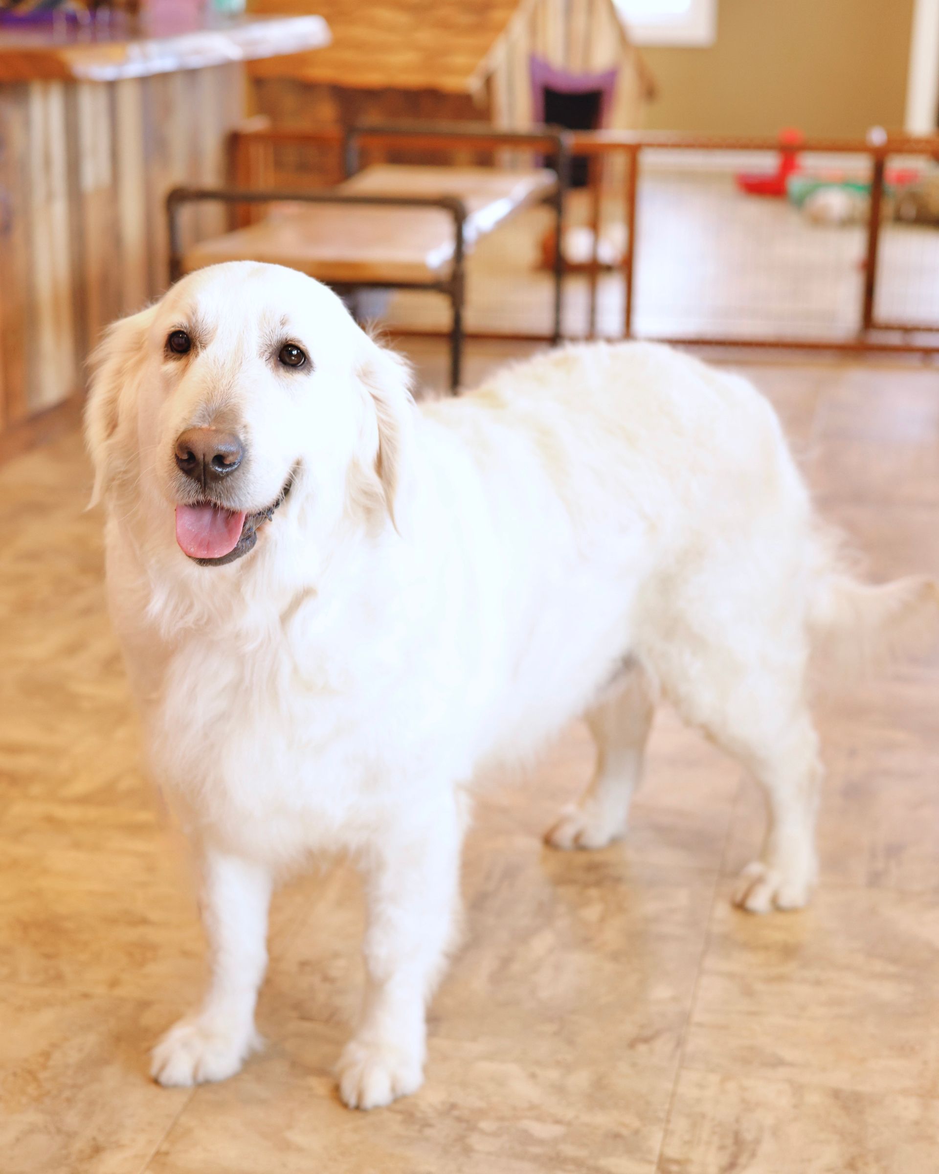 English Cream Retriever Mother Inside