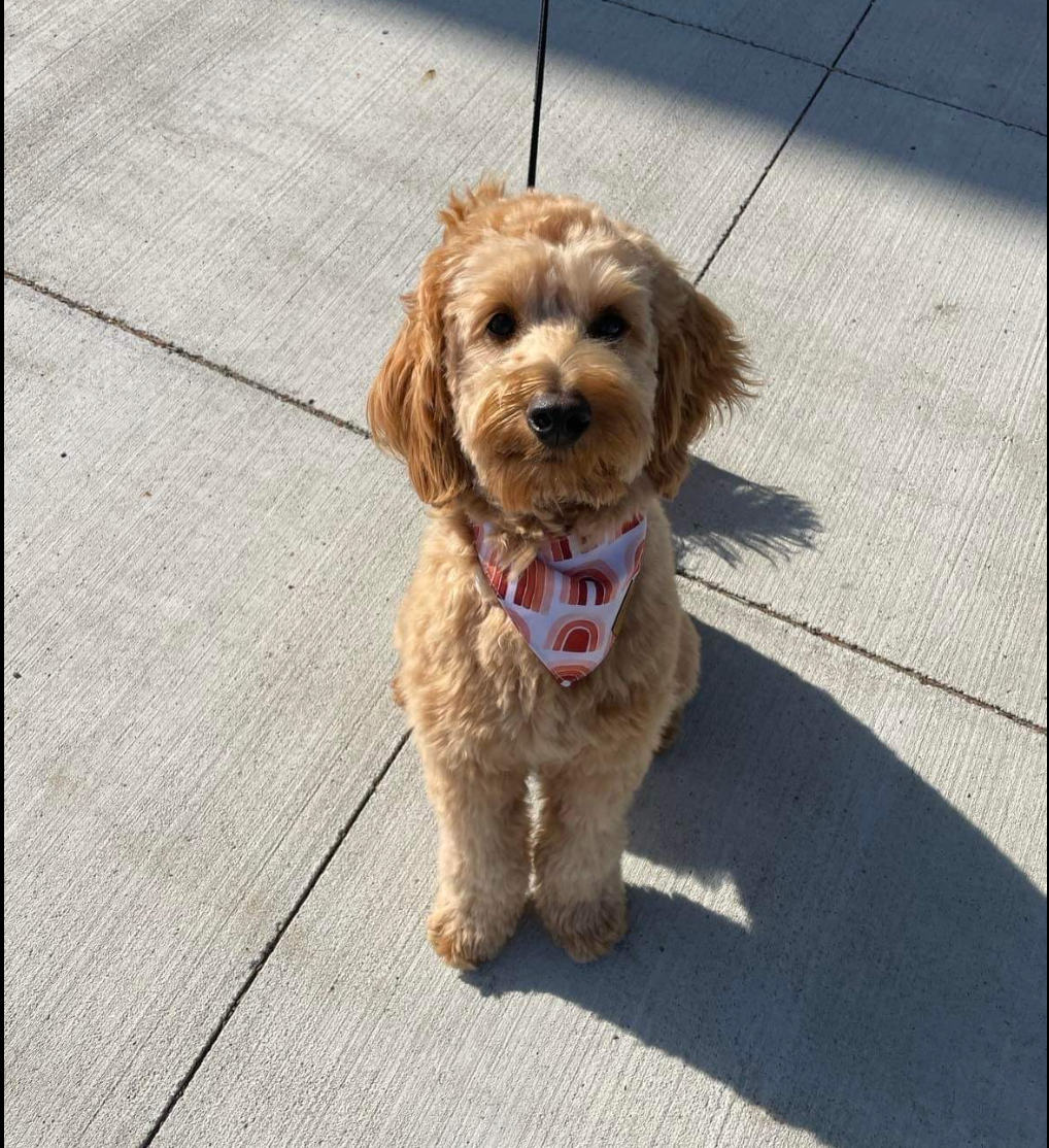 Fully groomed englishdoodle with a rainbow bandana on a walk