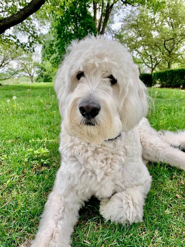 Adult white cream colored englishdoodle lounging in the grass