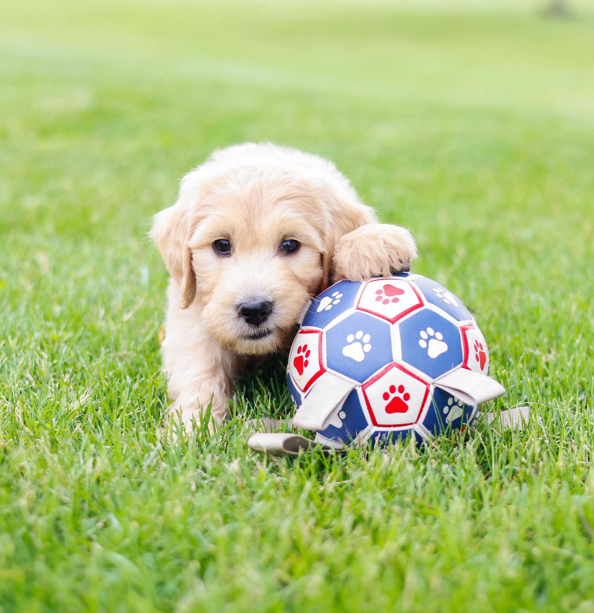 Englishdoodle therapy puppy in grass playing with ball