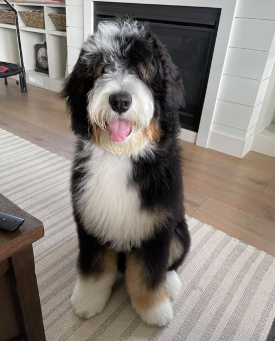 Matured tricolor bernedoodle sitting in front of the fireplace