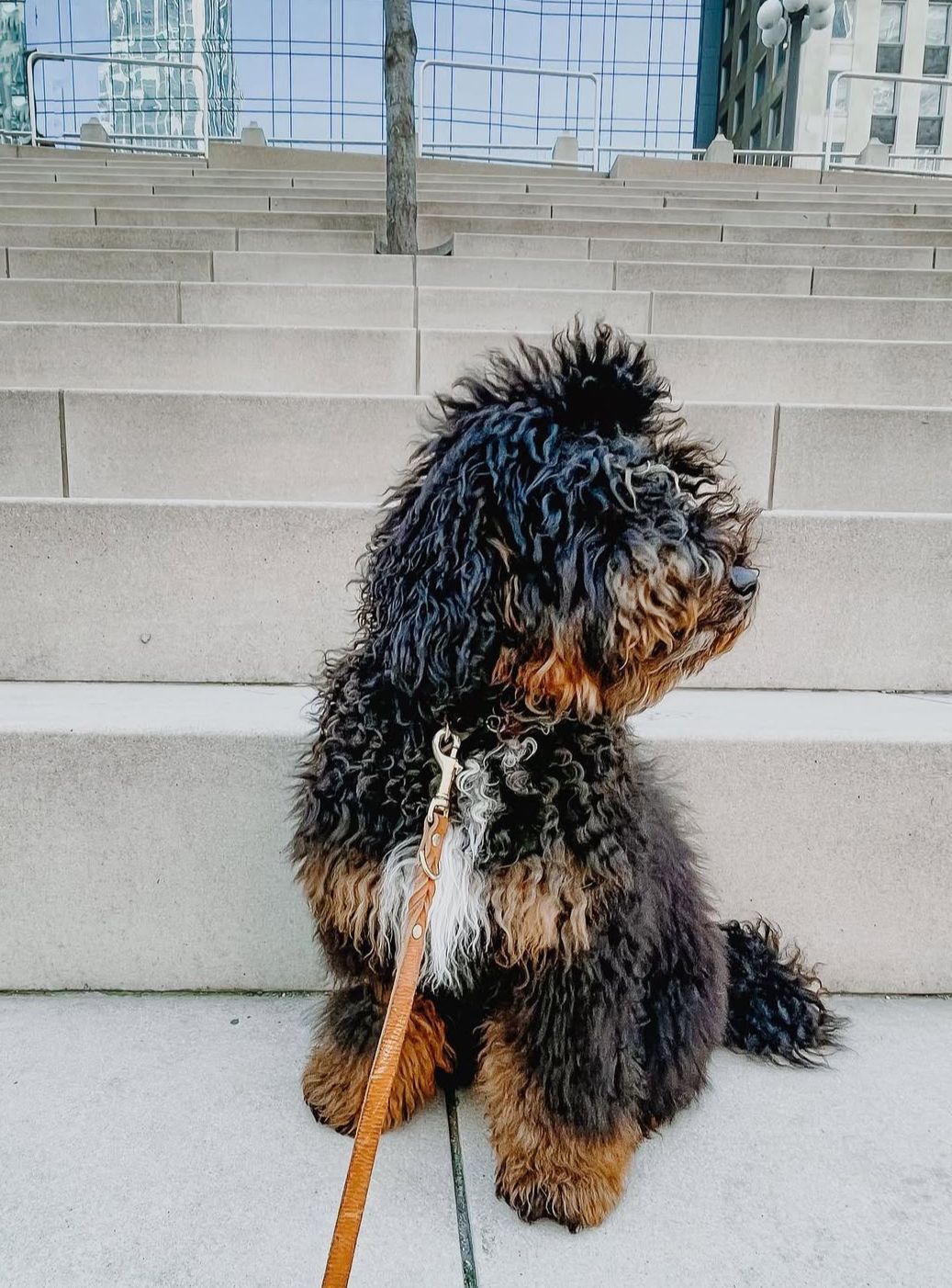 Miniature F1b bernedoodle sitting on cement stairs