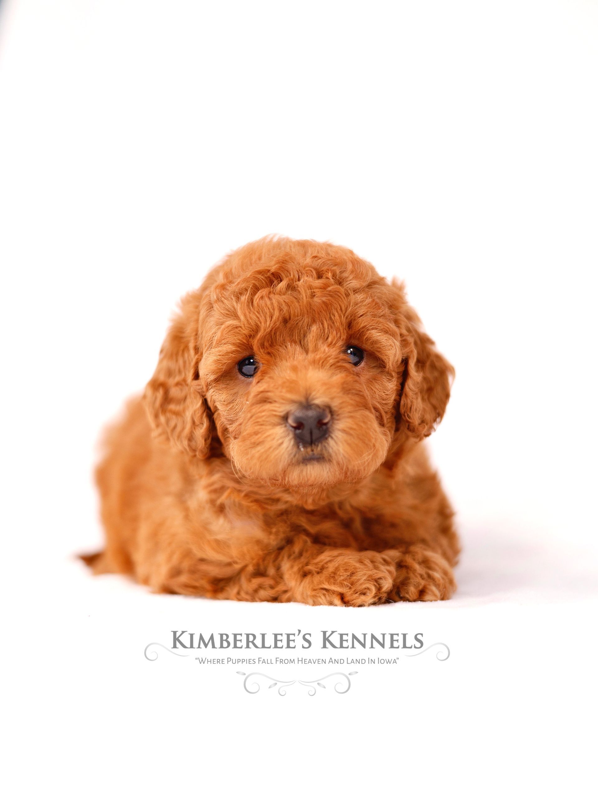 five week old goldendoodle puppy sitting in front of a white background
