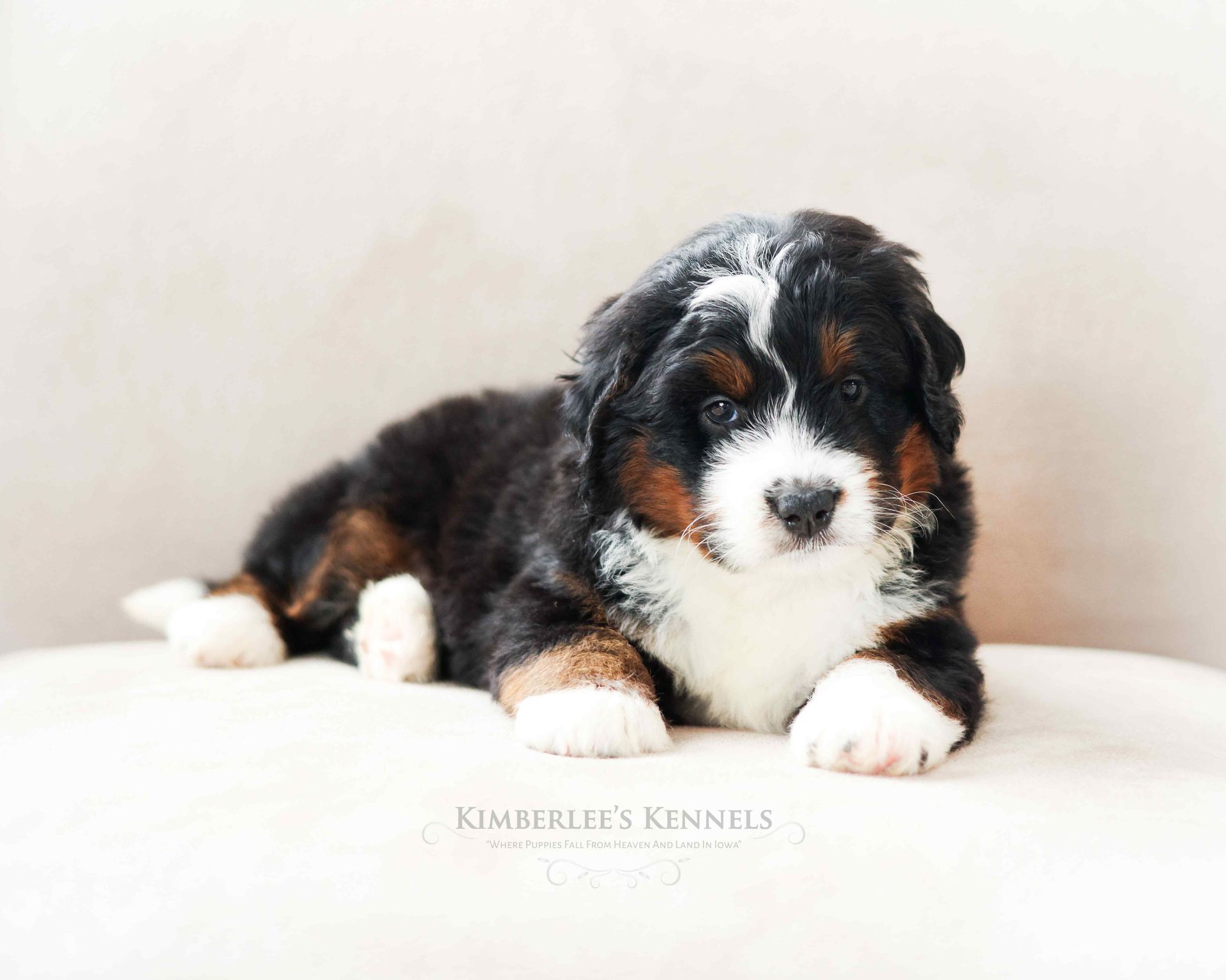 five week old tricolor bernedoodle puppy laying on a white couch