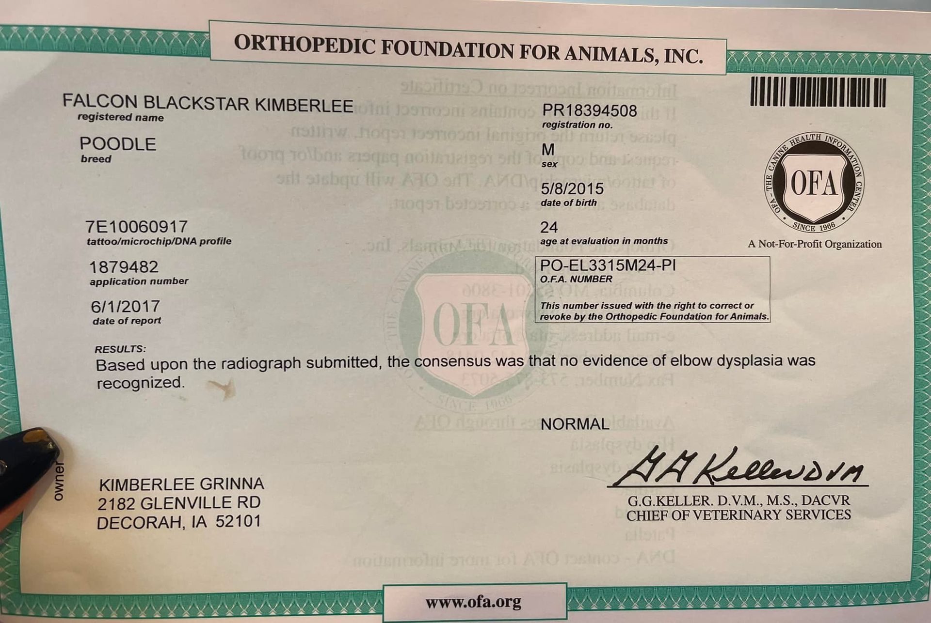 OFA certificate for a standard poodle