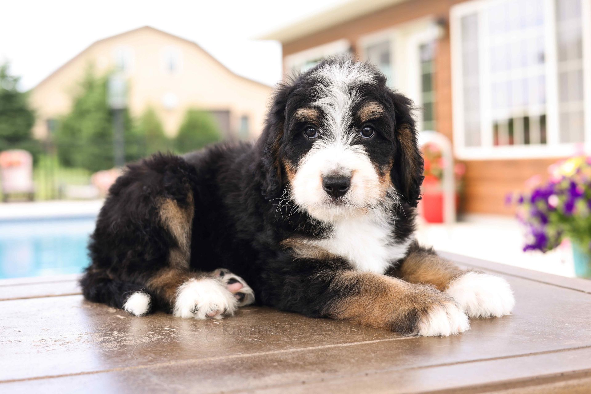 five week old tricolor bernedoodle puppy lounging by the pool
